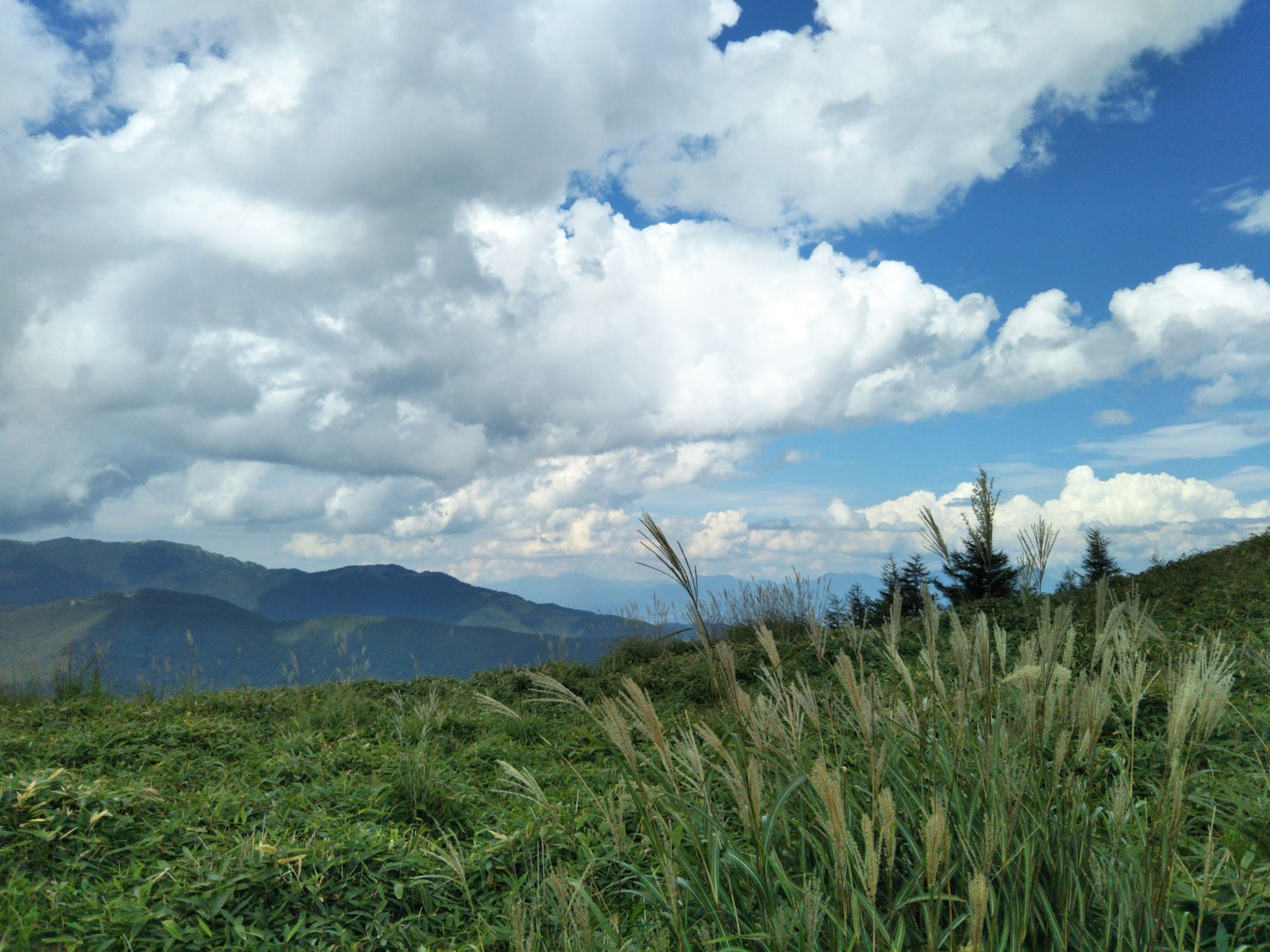 Prato verde lussureggiante con cielo blu e nuvole bianche