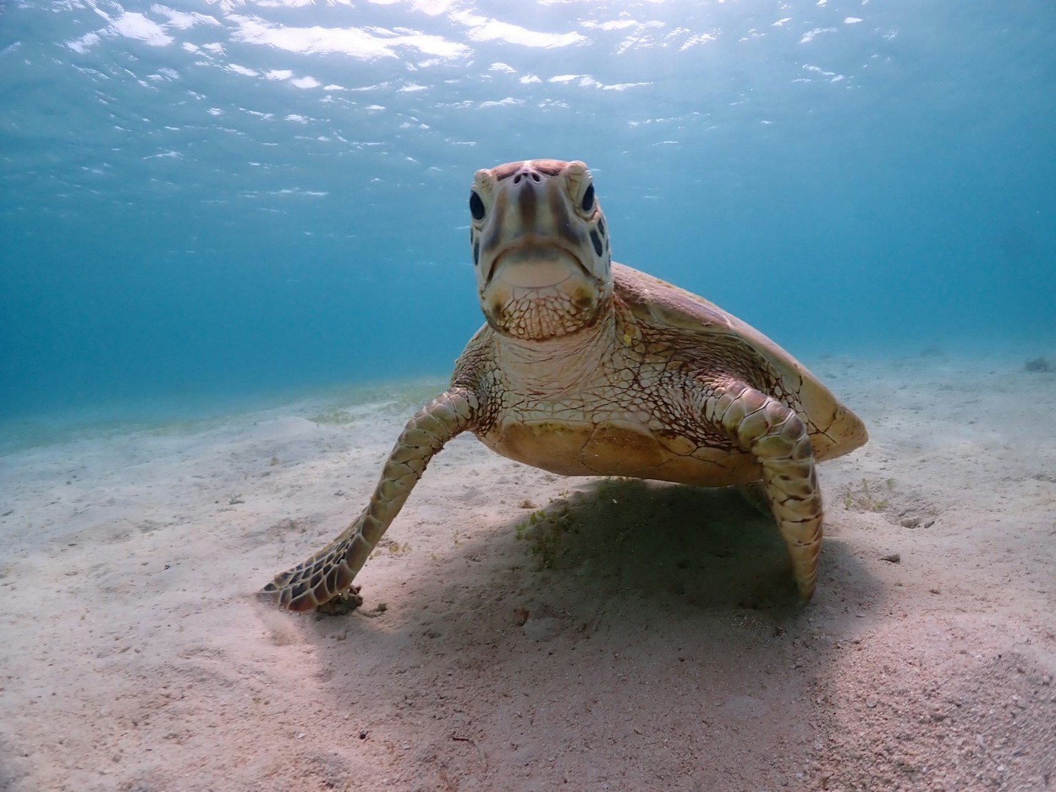 Eine Meeresschildkröte schaut direkt in die Kamera unter Wasser