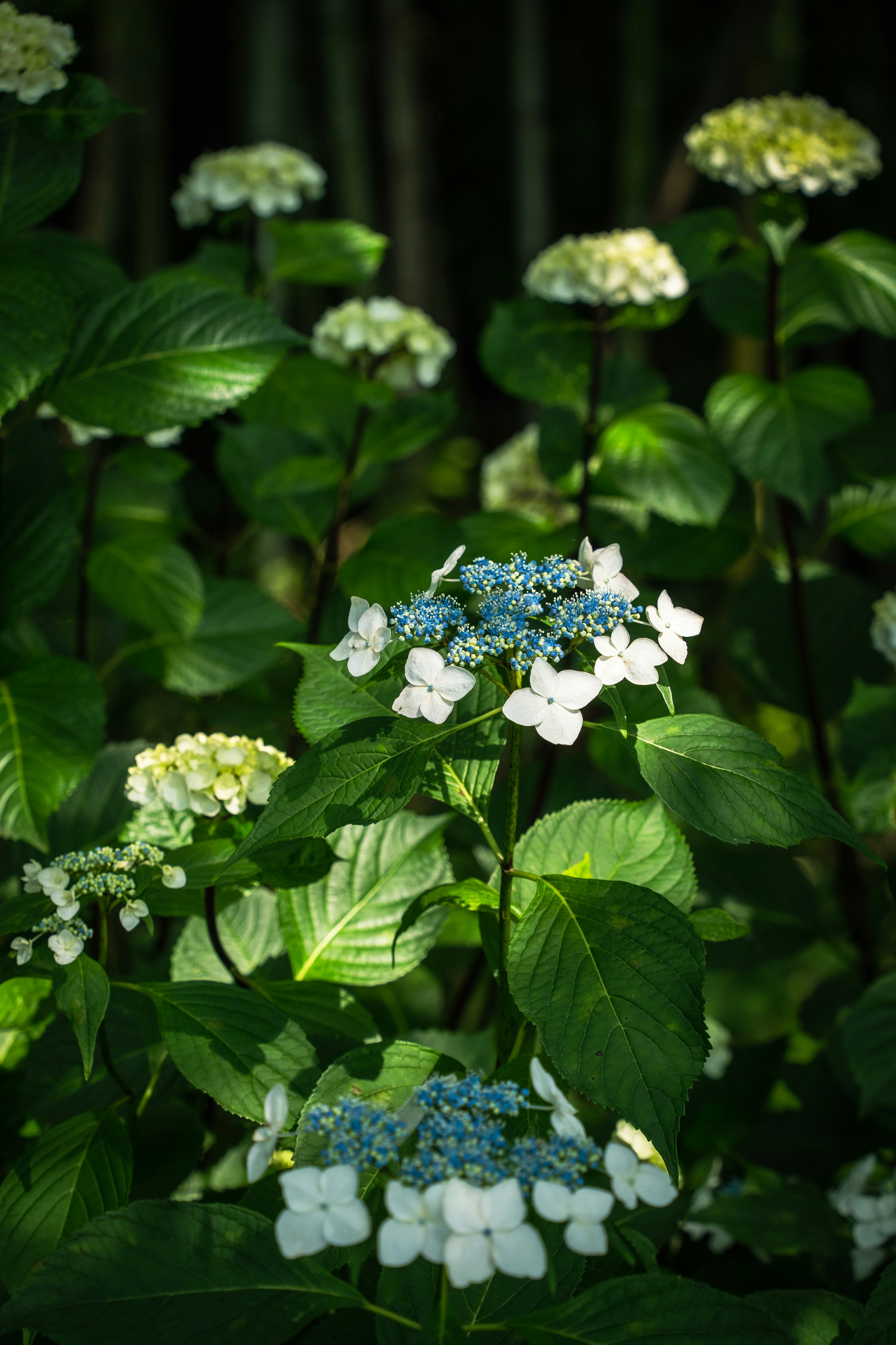 アジサイの花が咲く緑の庭のクローズアップ