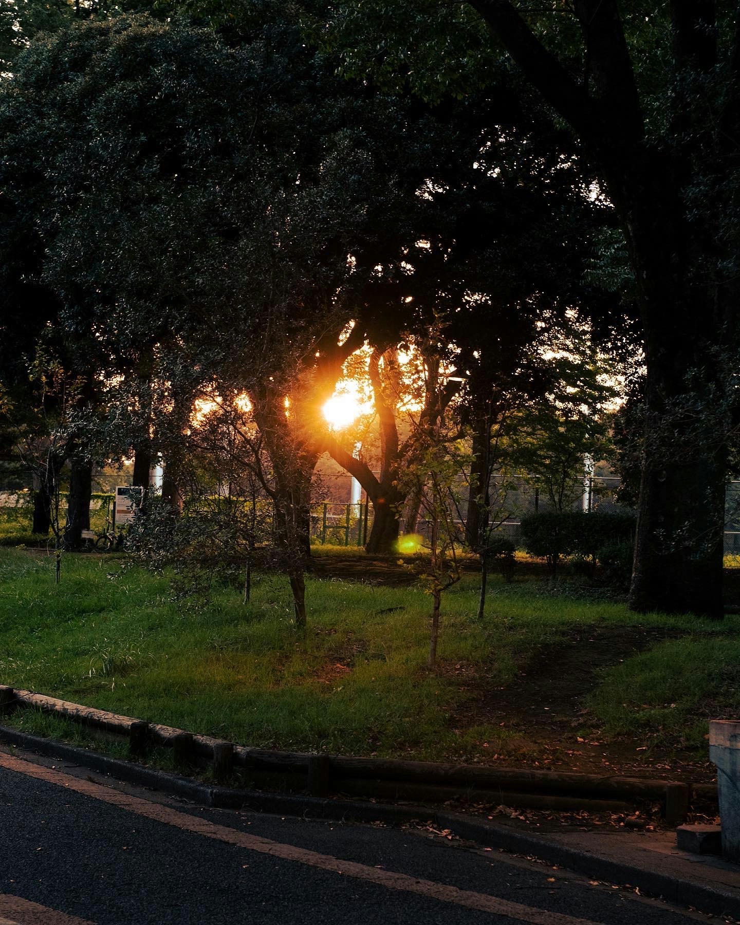 Autumn park sunset with sunlight filtering through trees