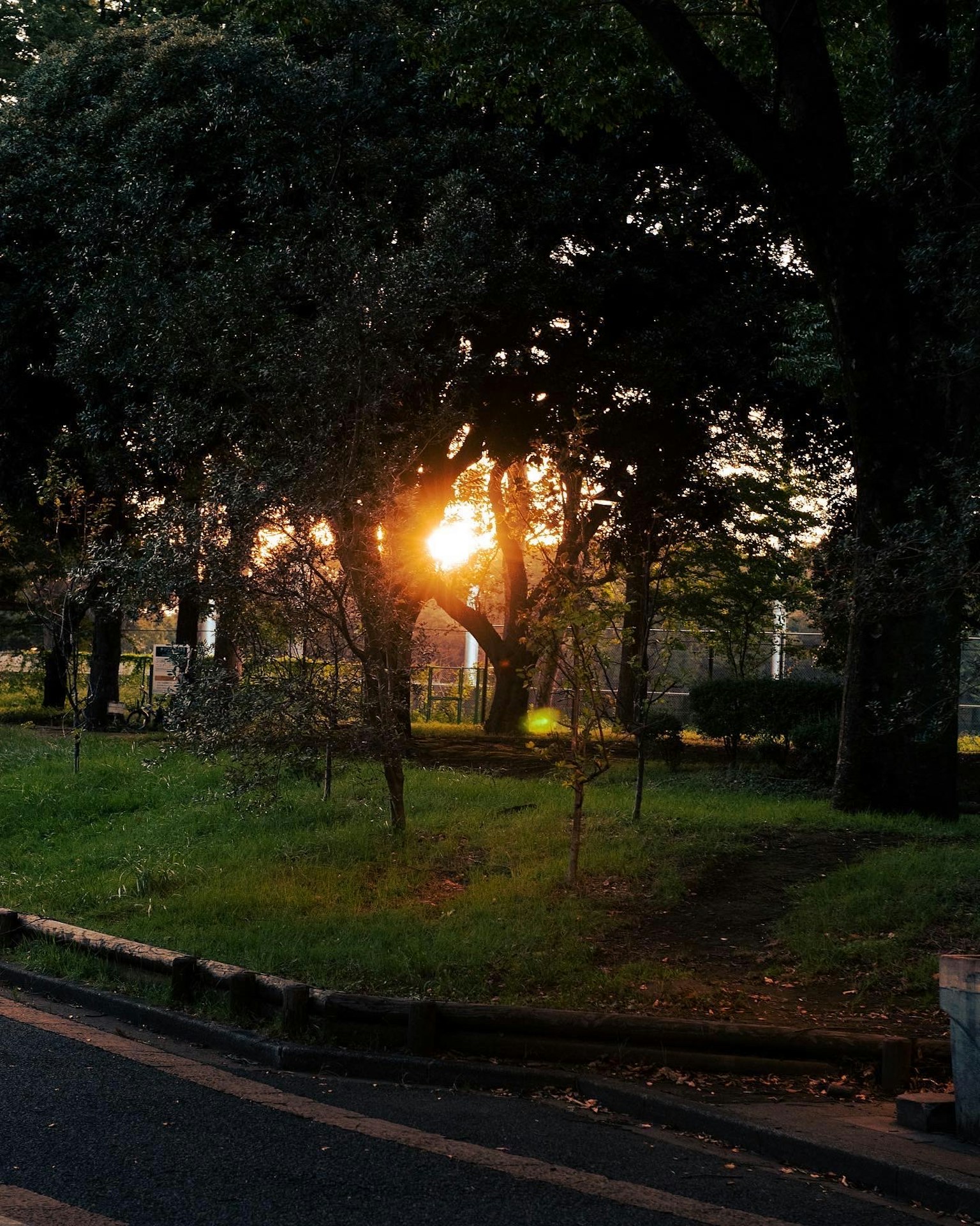 Una scena di parco con il sole che brilla tra gli alberi