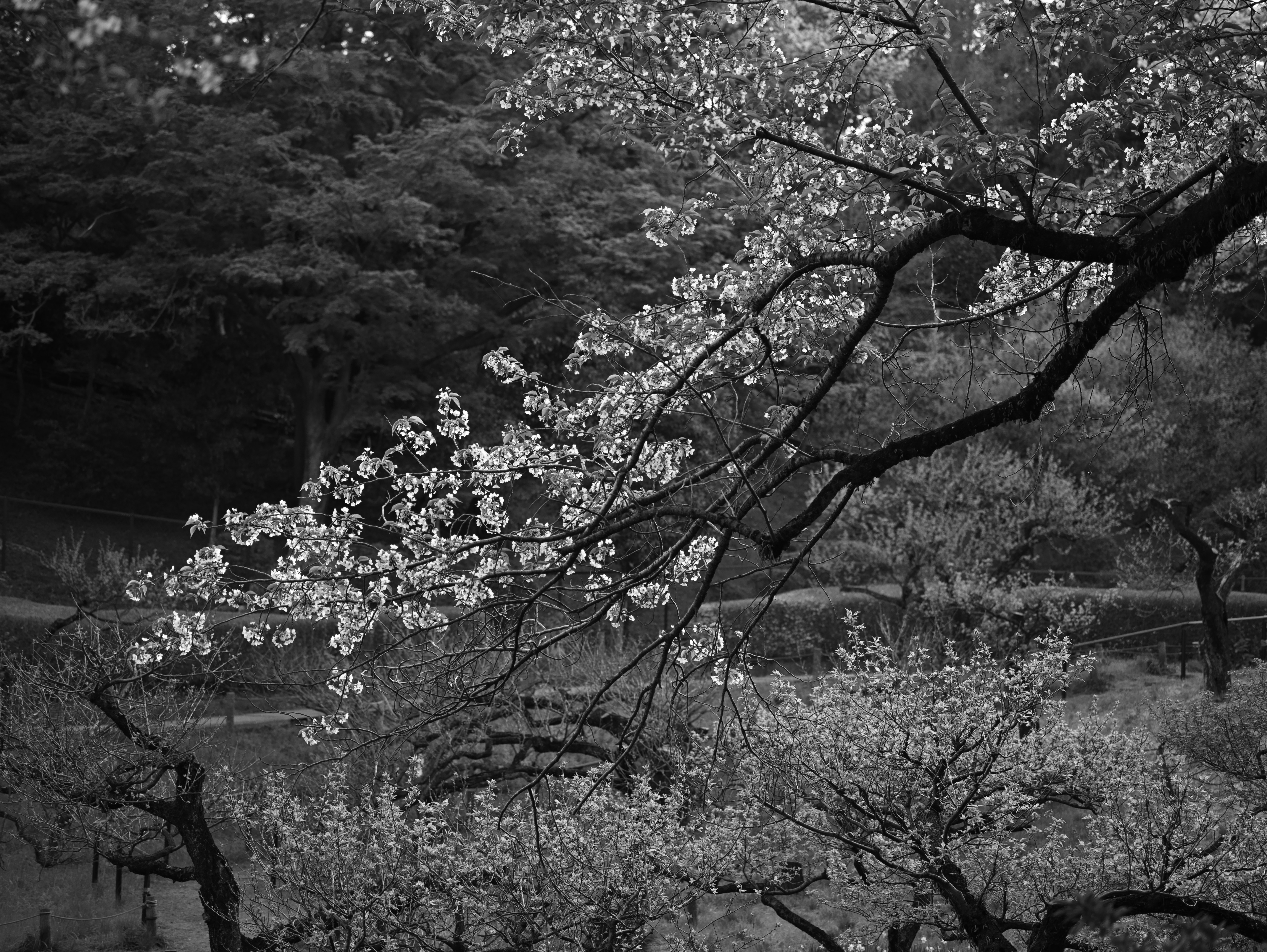 Alberi in fiore e paesaggio del giardino