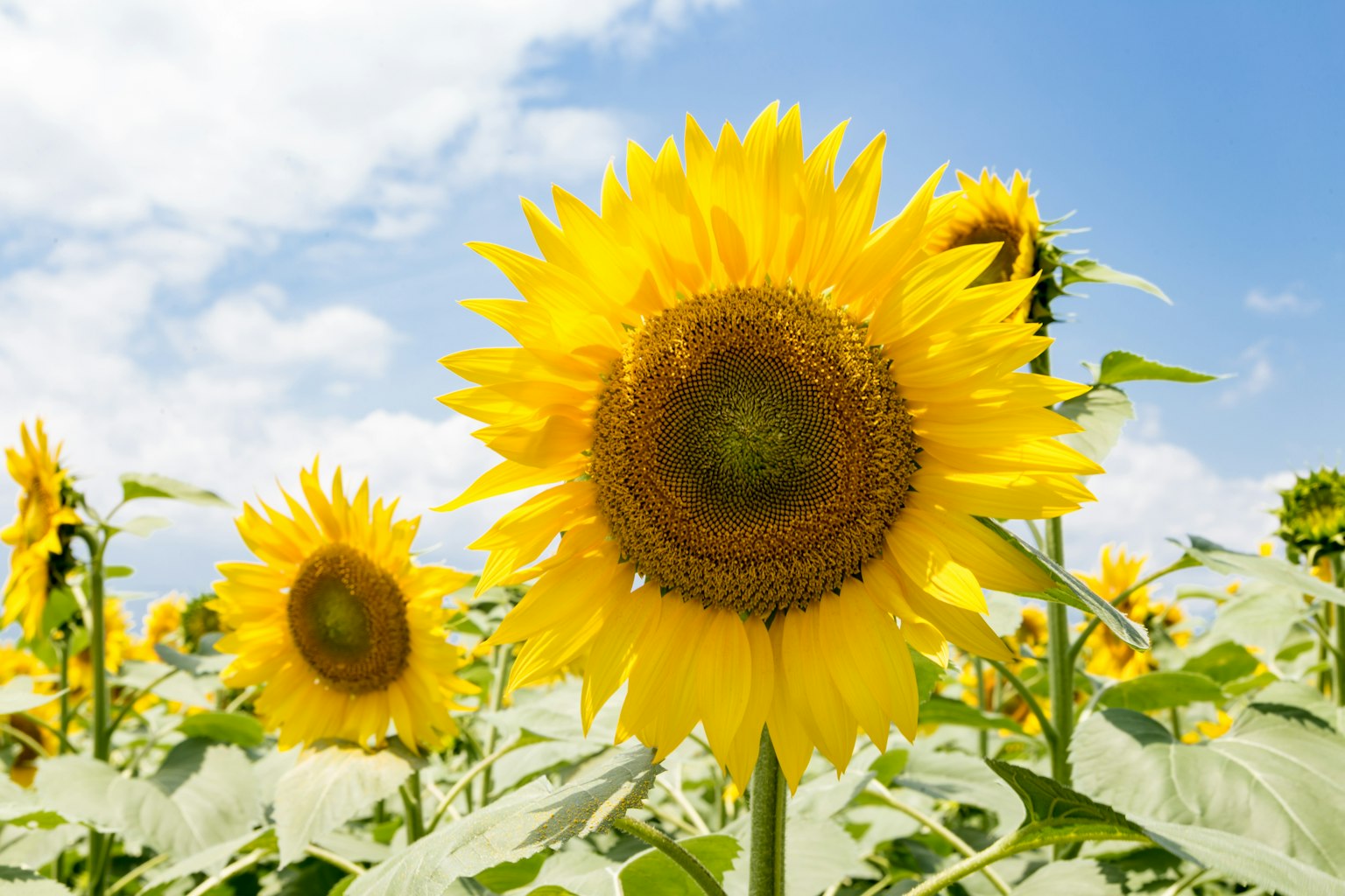 ํธ๋ฅธ ํ๋ ์๋์์ ํผ์ด๋๋ ์์ํ ํด๋ฐ๋ผ๊ธฐ