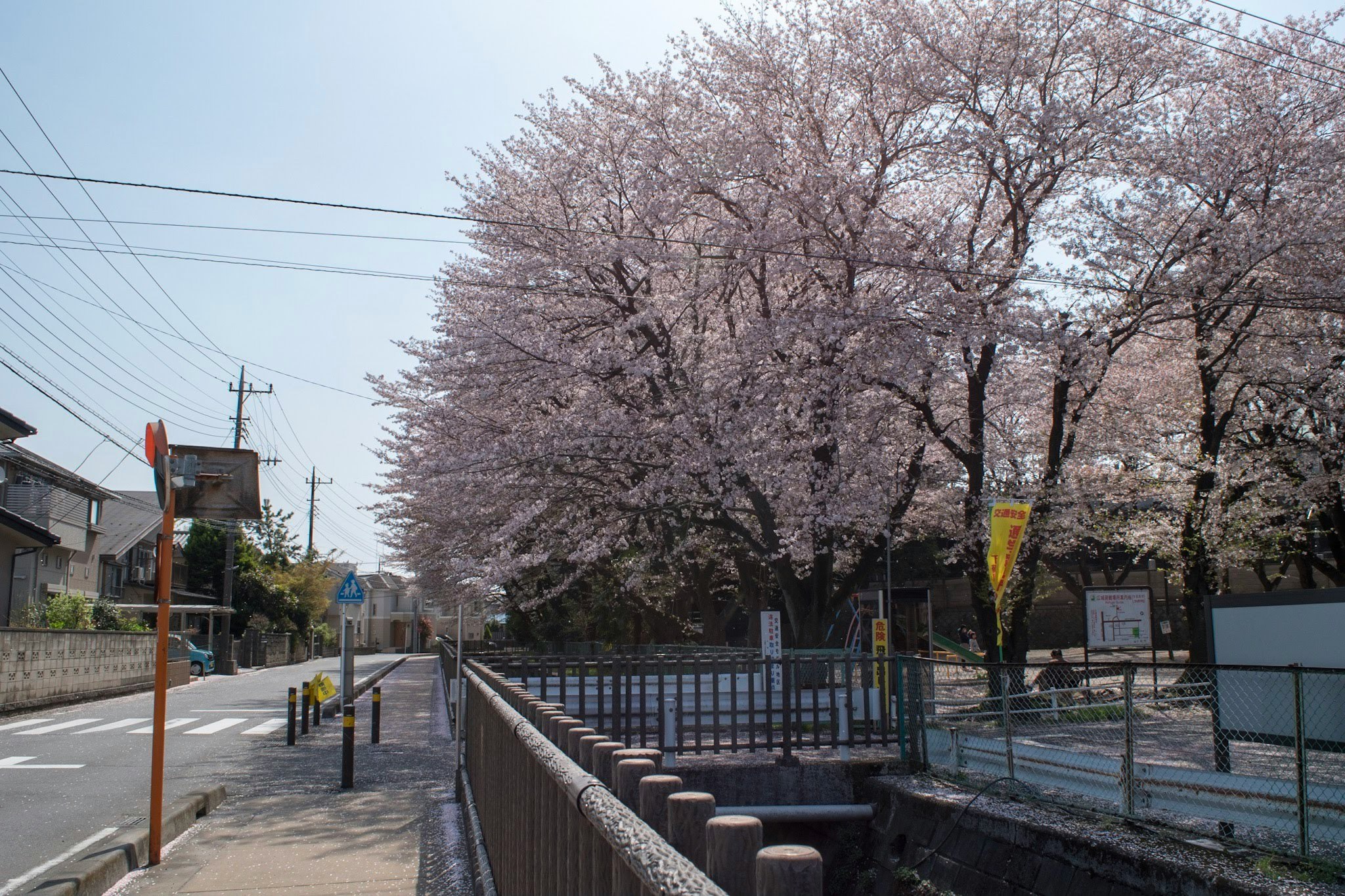 桜並木のある住宅街の小道