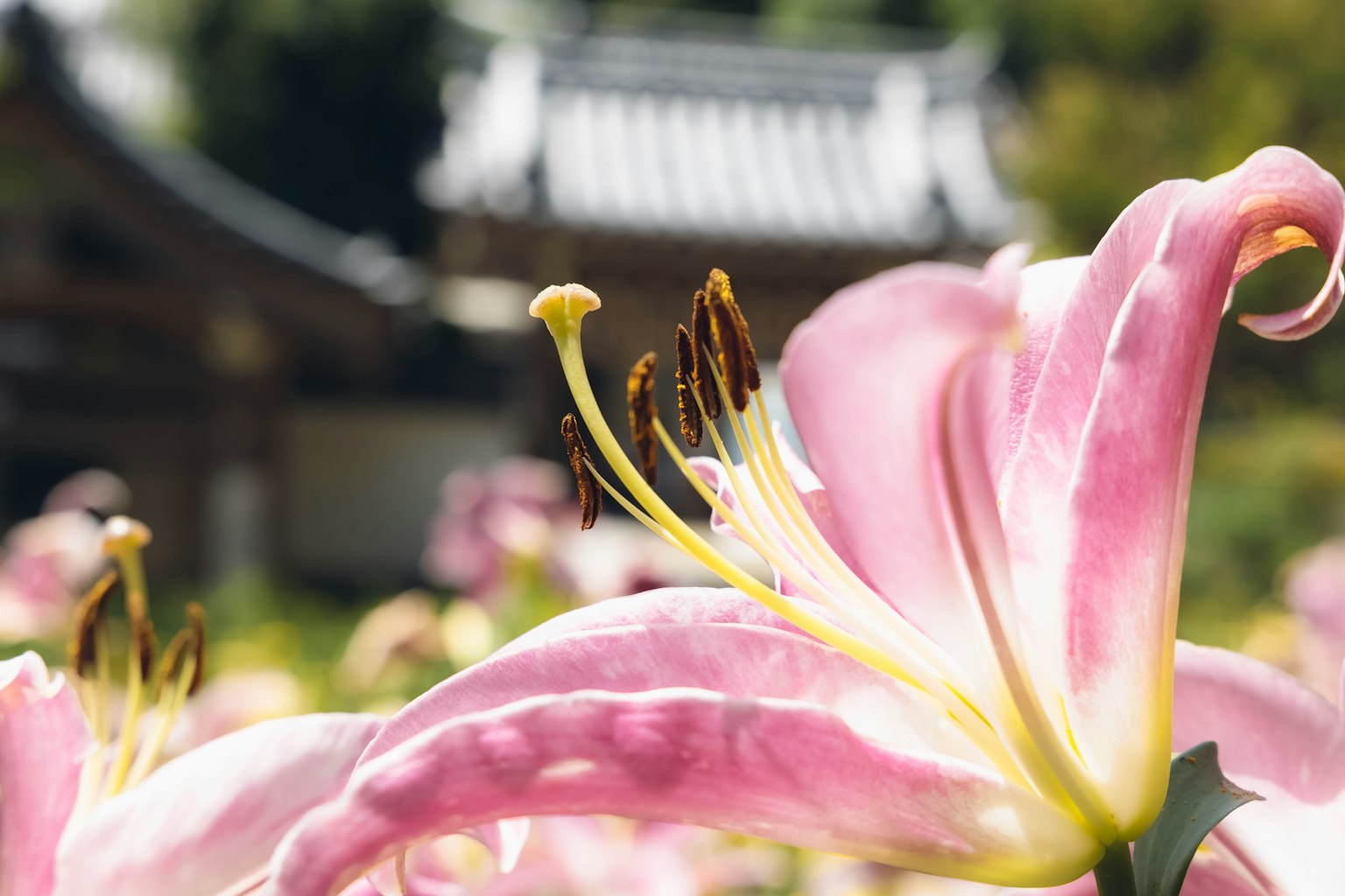 배경에 흐릿한 전통 건물이 있는 분홍색 백합 꽃의 클로즈업