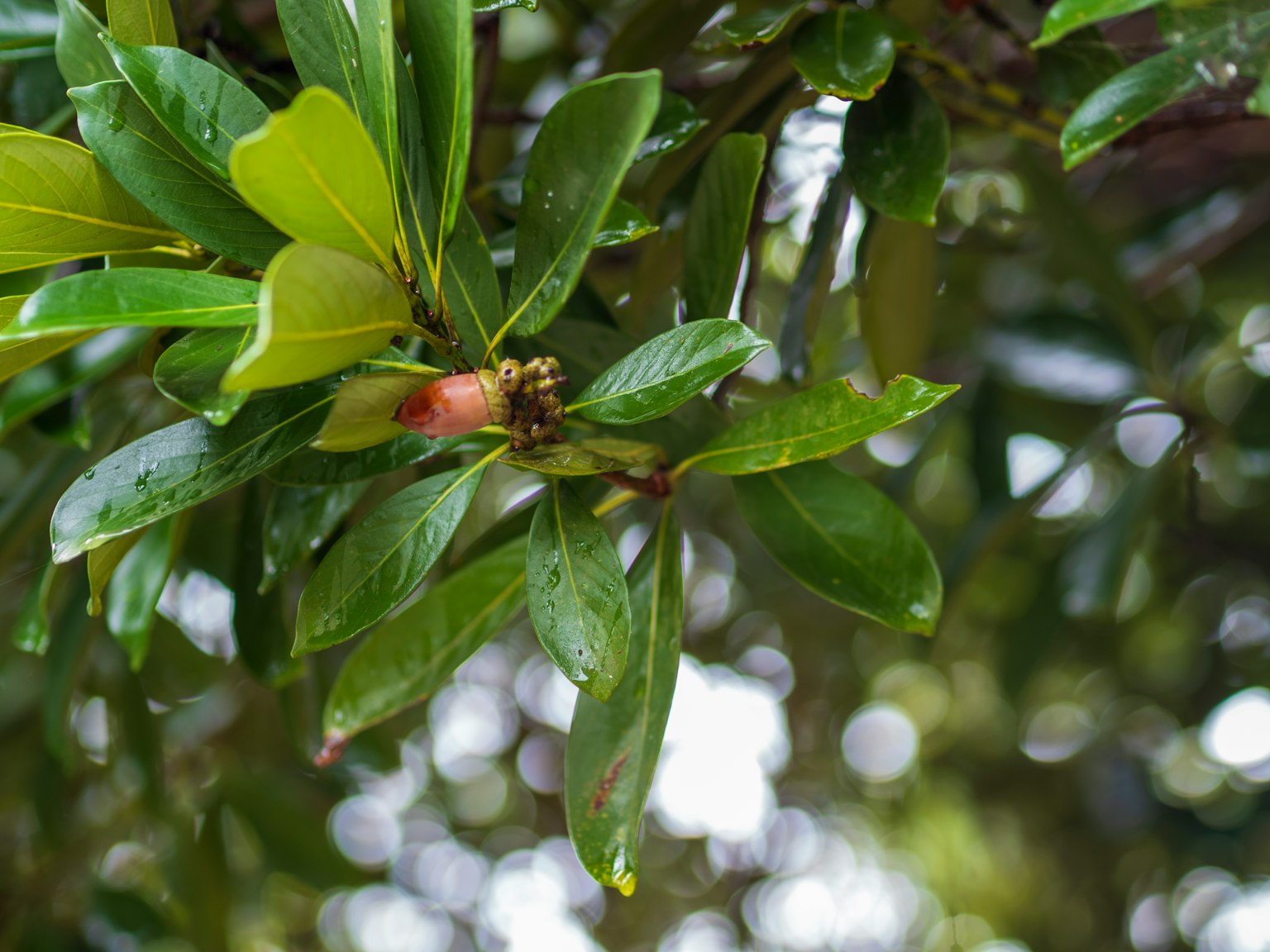 Gros plan sur des feuilles vertes avec un petit fruit sur une plante