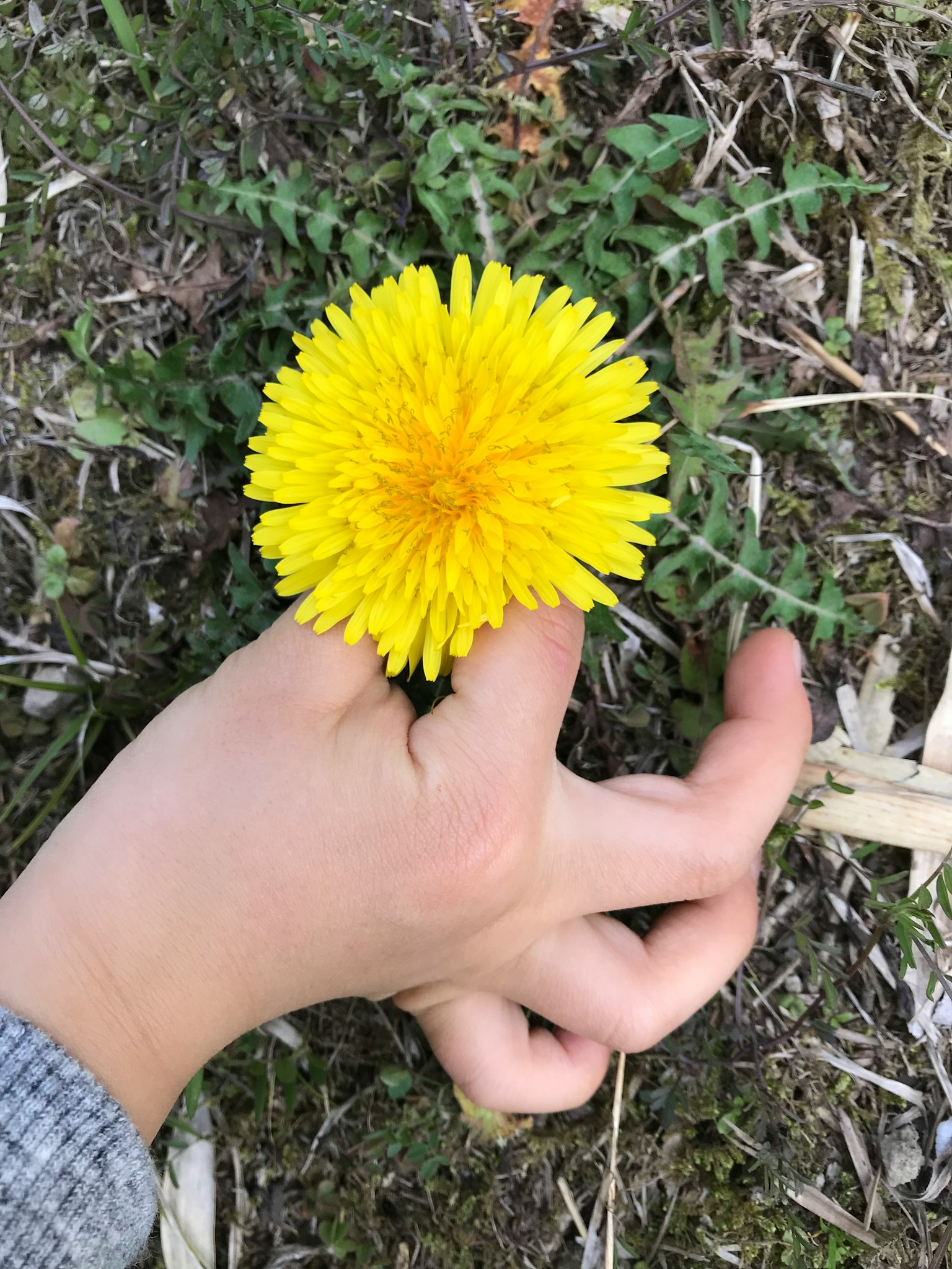 手中握着一朵鲜艳的黄色蒲公英花