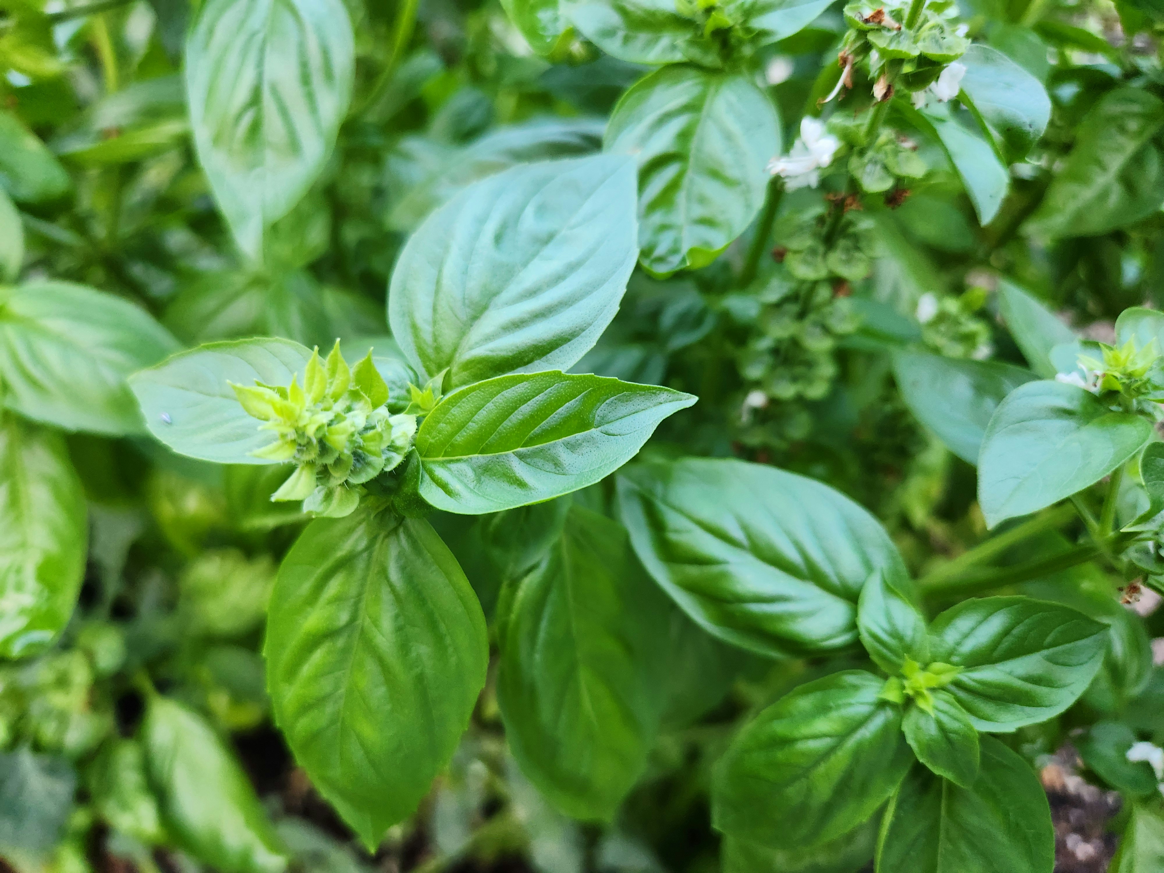 close-up of basil leaves growing in a herb garden