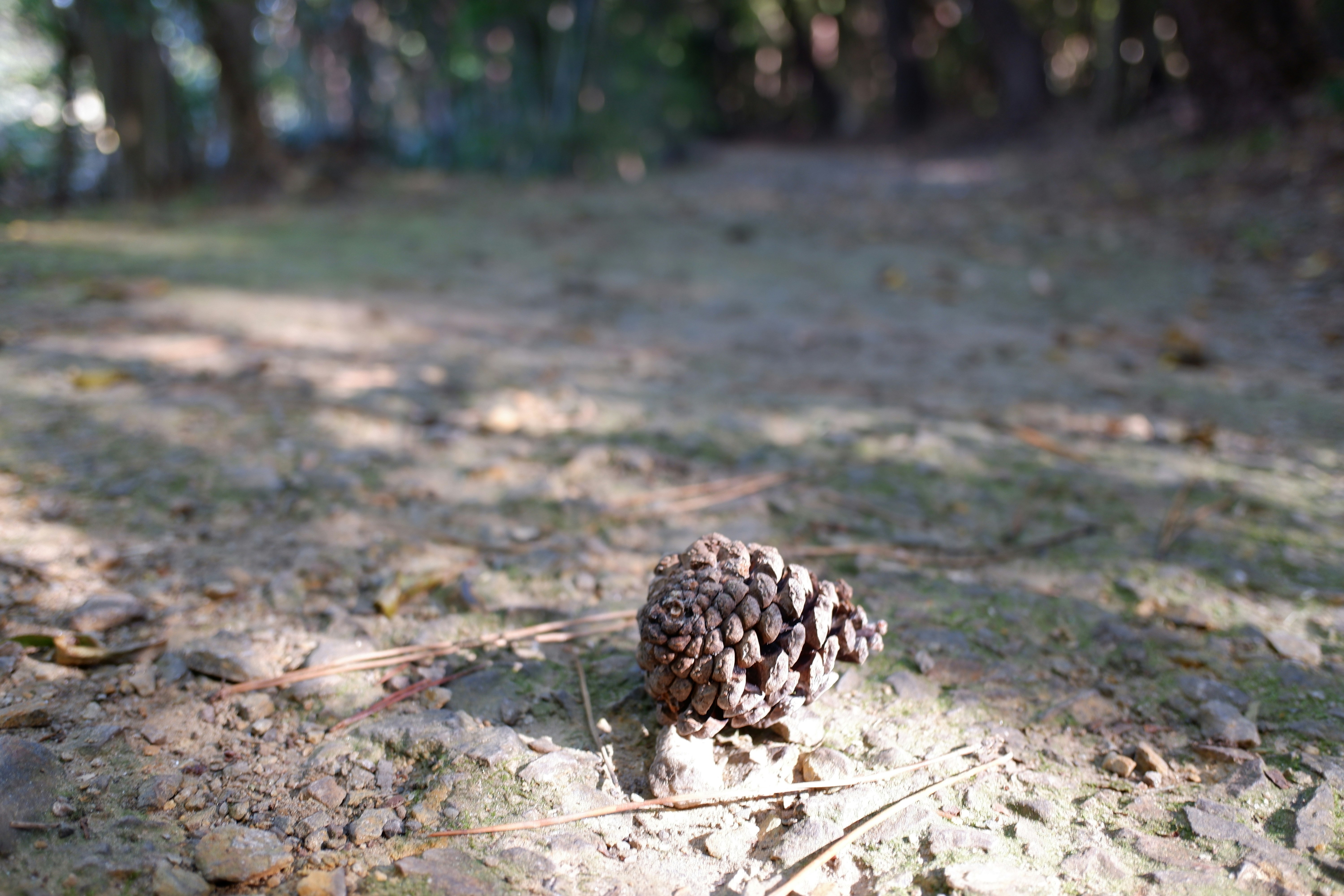 公園の地面に落ちた松ぼっくり