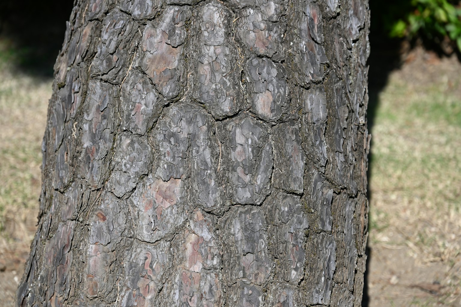 Close-up of a tree trunk showing detailed bark texture