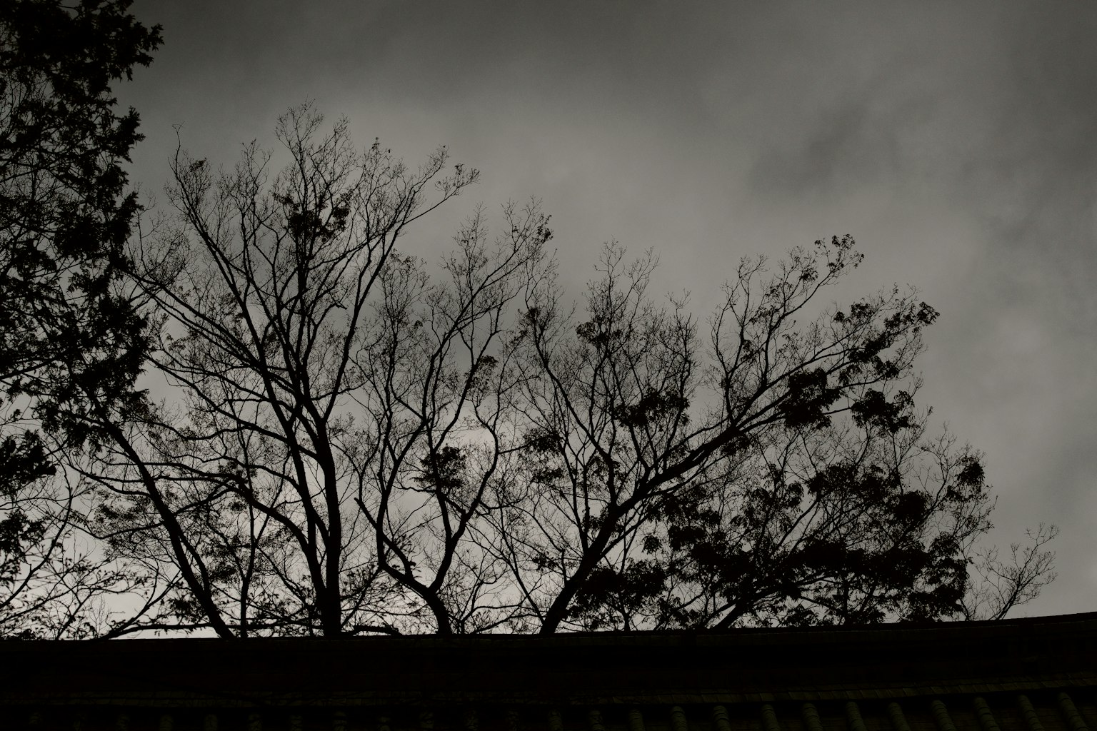 Silhouette di alberi contro un cielo nuvoloso scuro
