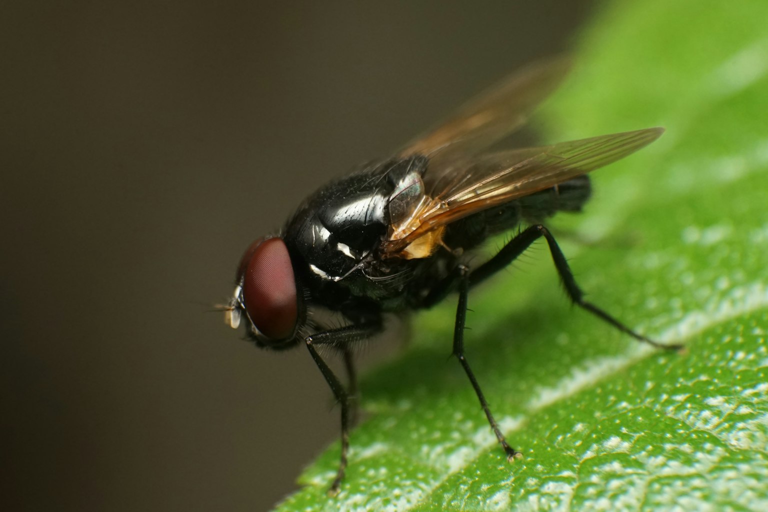 Immagine ravvicinata di una mosca nera su una foglia verde
