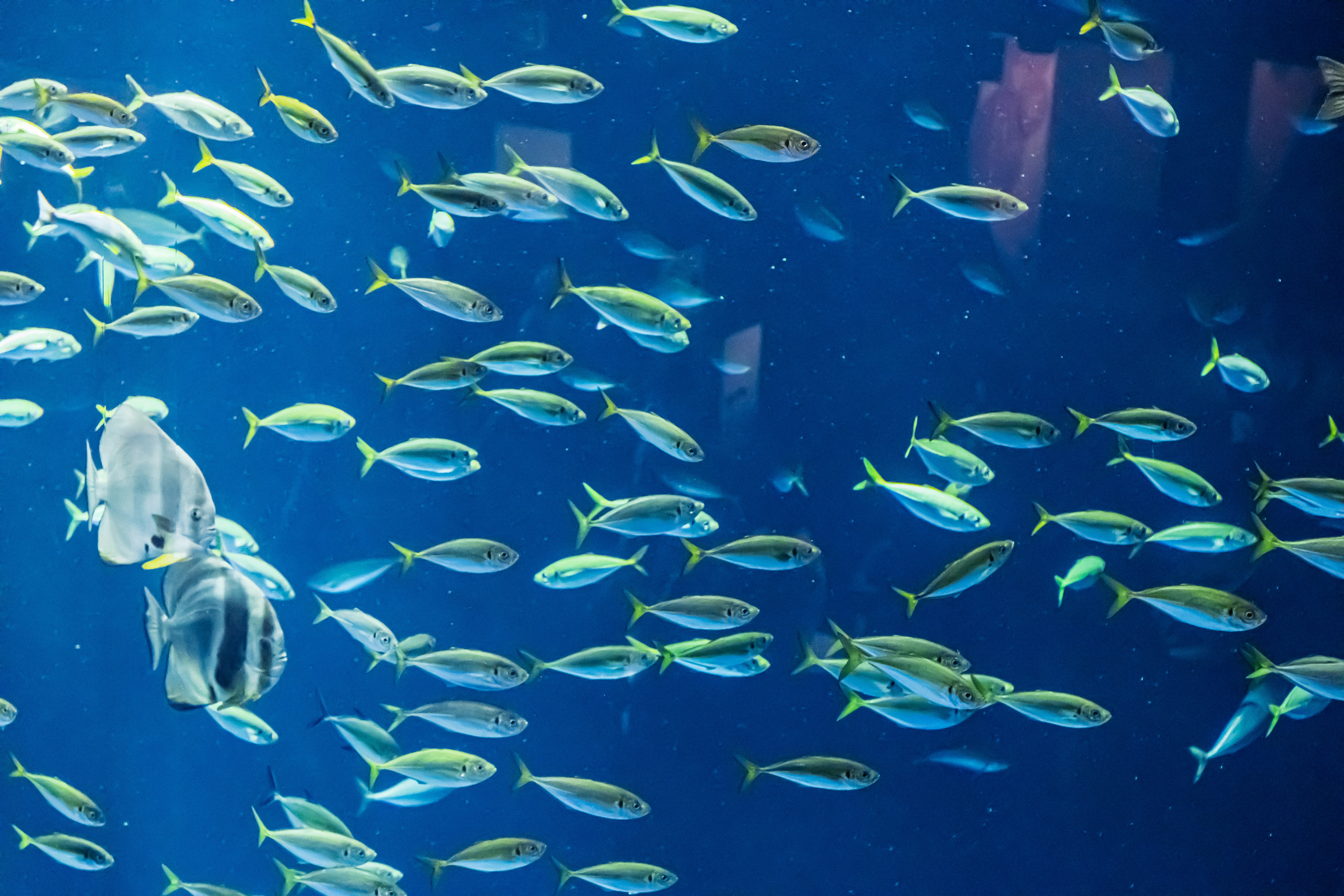 青い海中を泳ぐ魚の群れとダイバーのシルエット