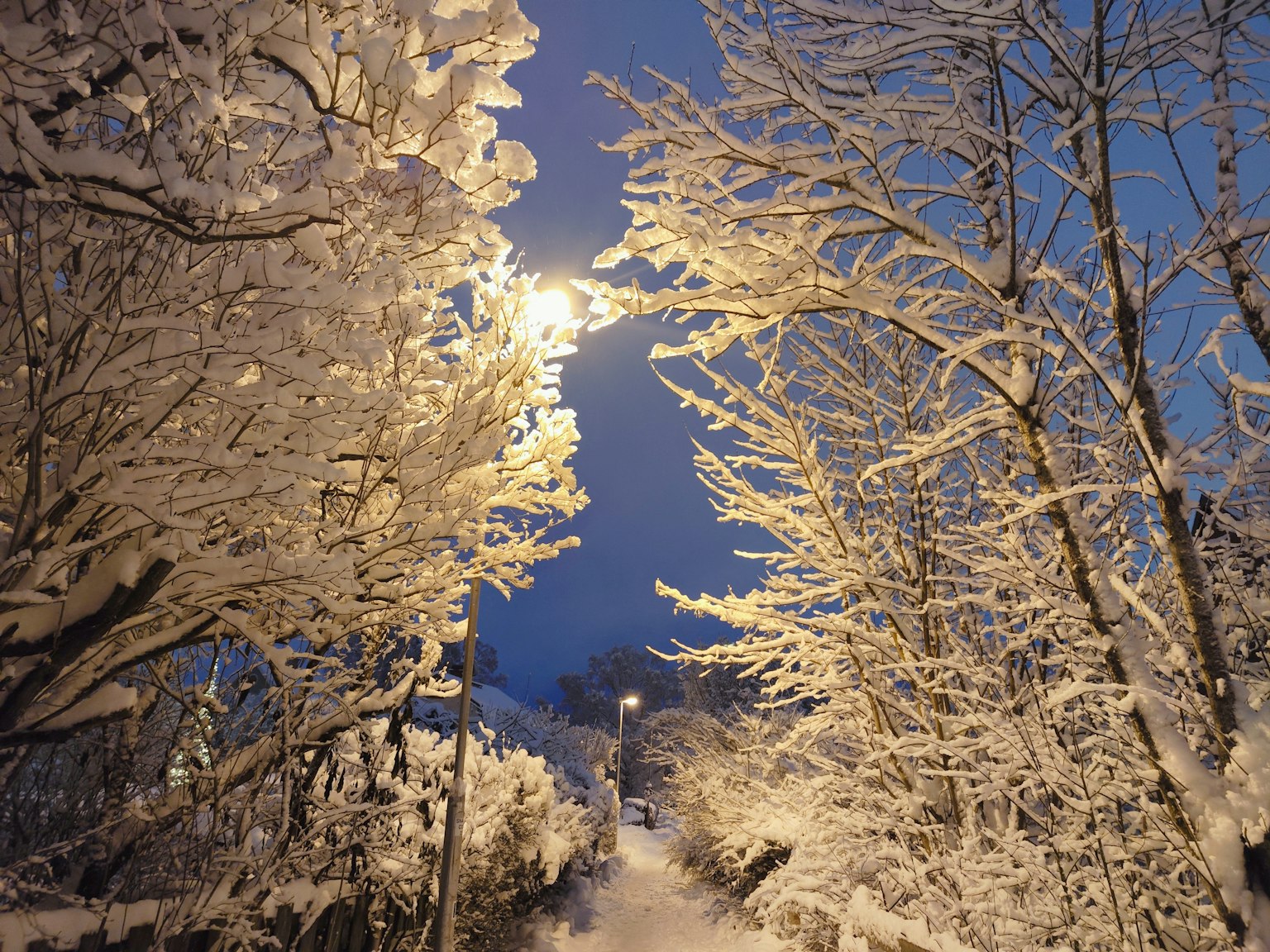 Winter scene with snow-covered trees and streetlamp