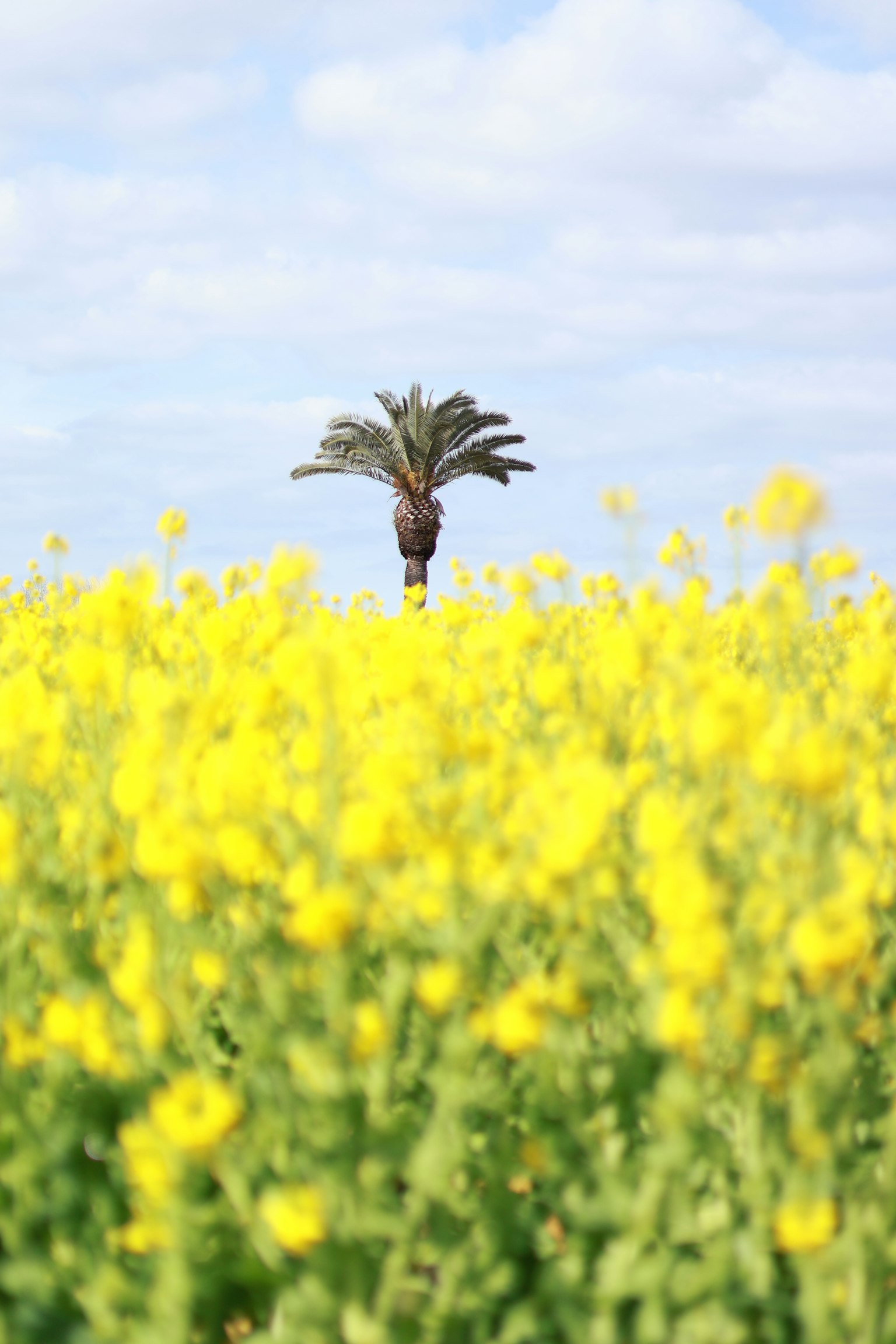 Palm tree standing in a field of yellow flowers