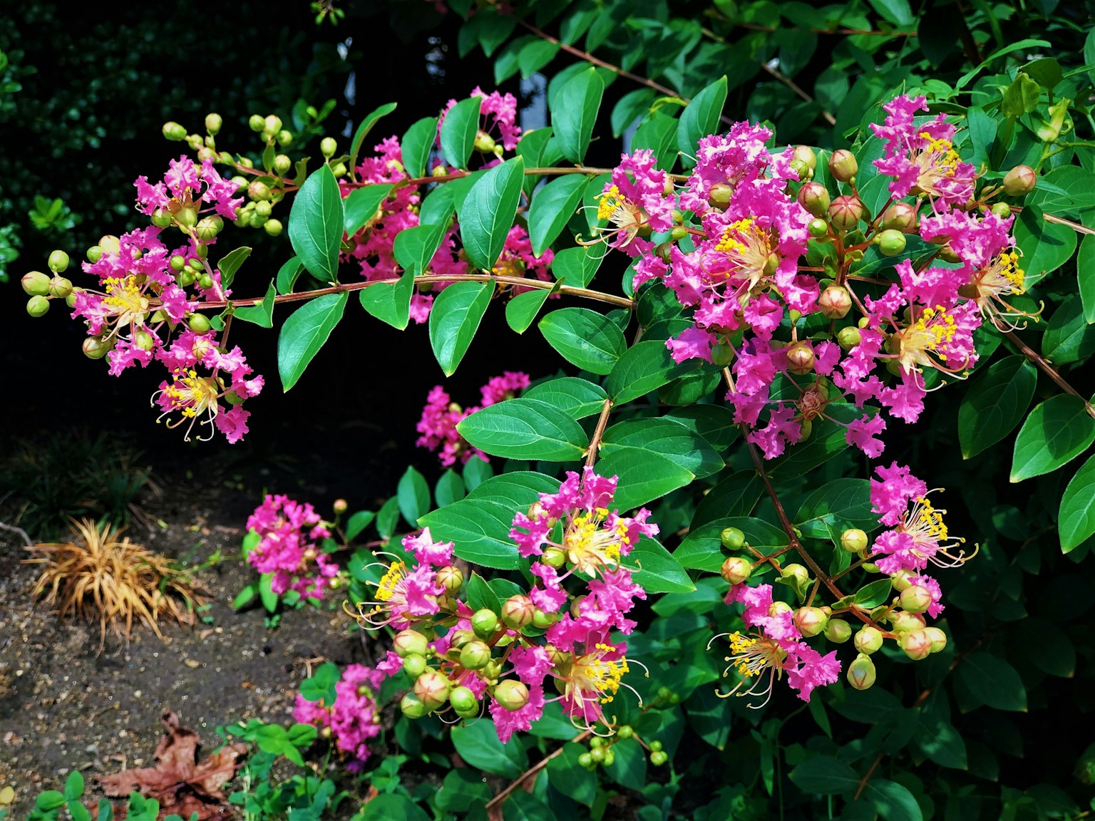 Cabang myrtle krepe dengan bunga pink cerah dan daun hijau