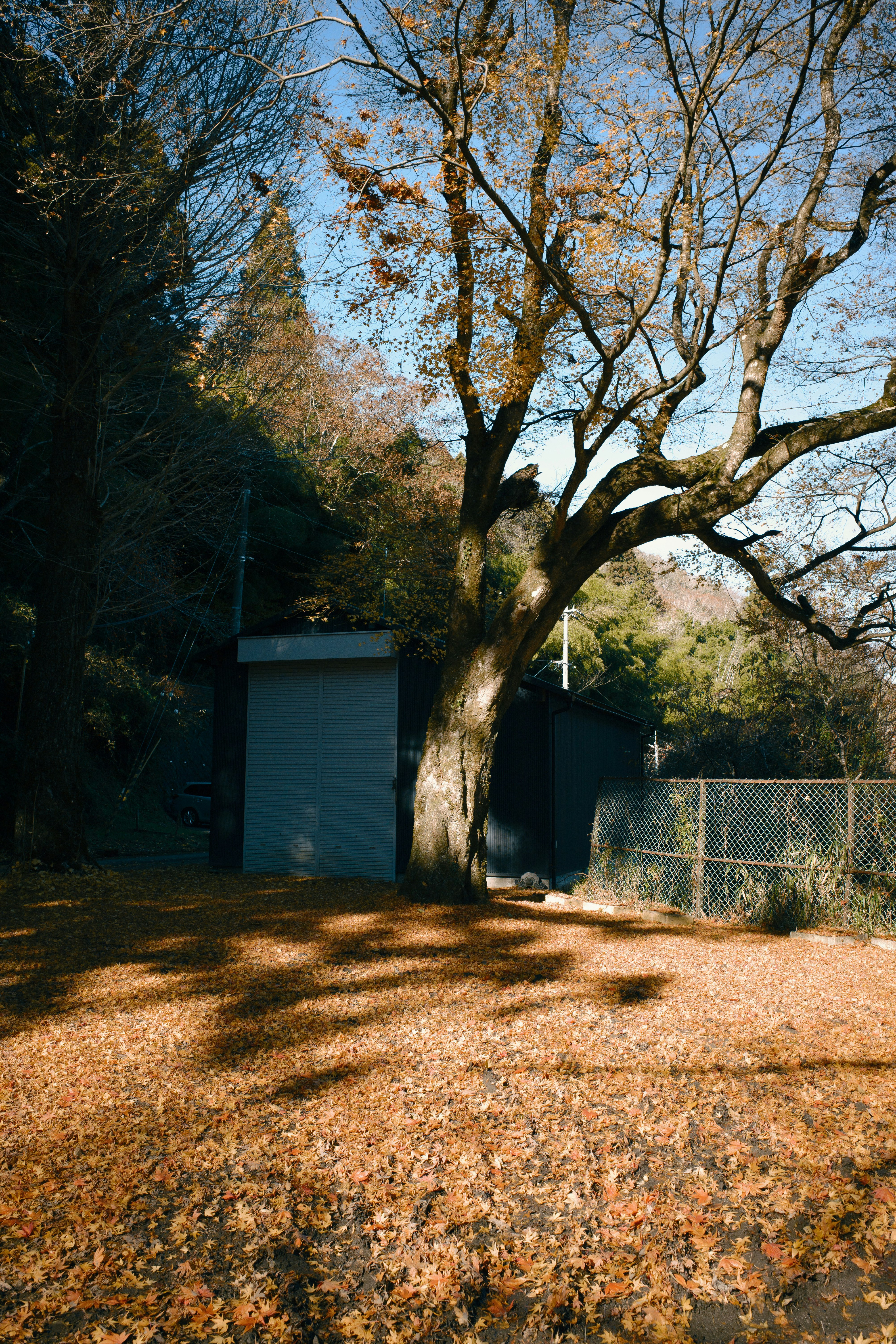 落ち葉の庭と木々のある屋外風景