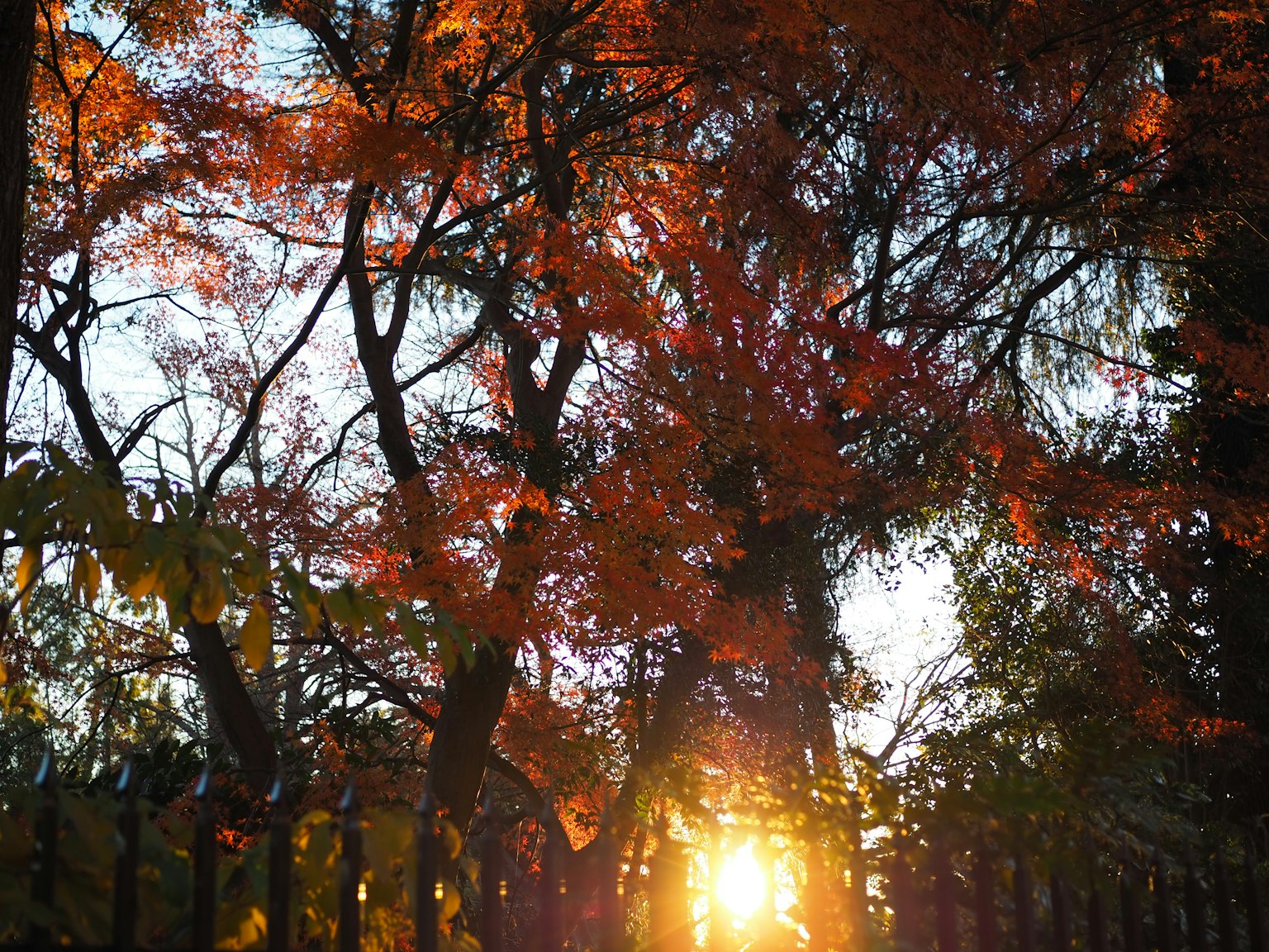 Hermoso follaje de otoño en un parque con luz del sol filtrándose entre los árboles