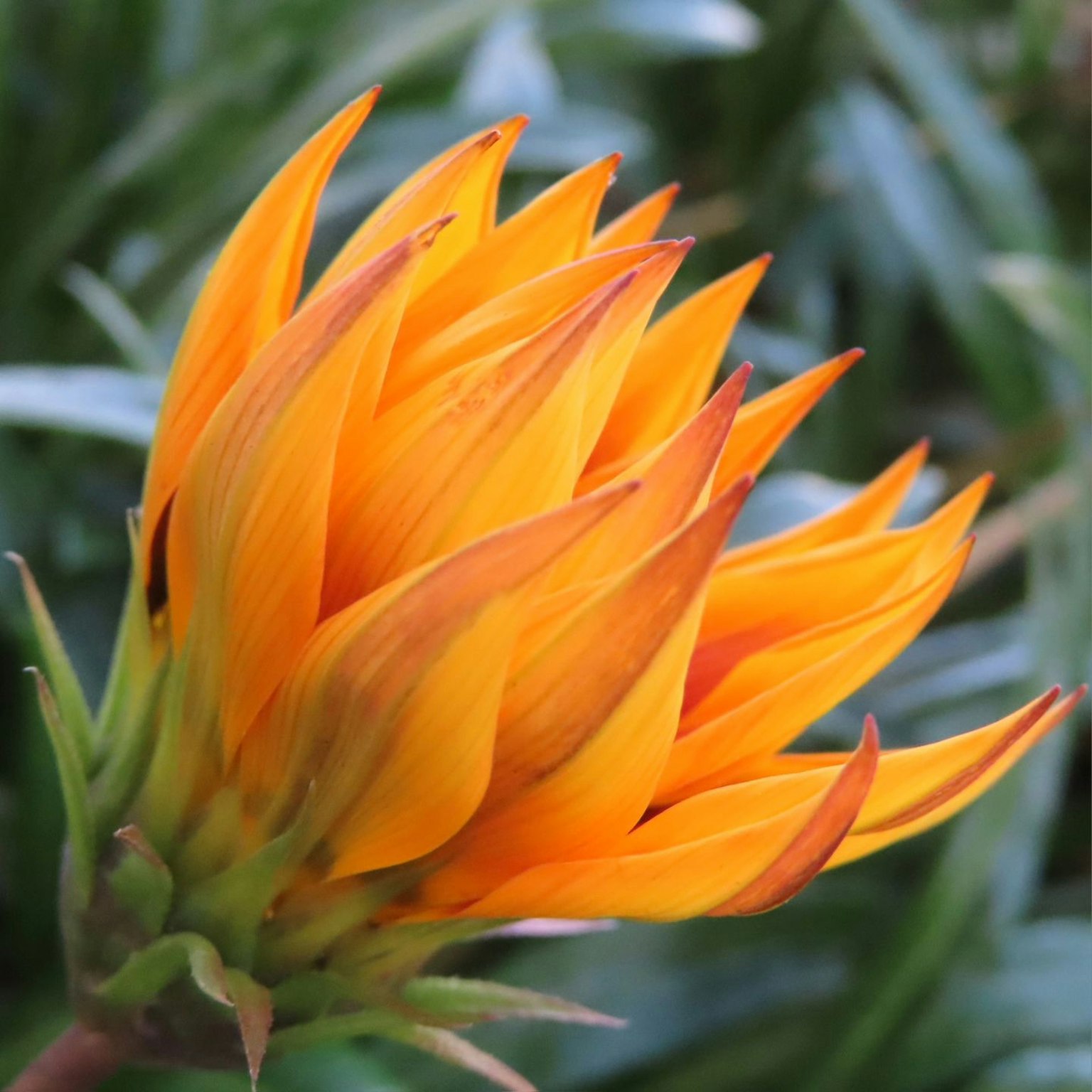 Nahaufnahme einer Pflanze mit leuchtend orangefarbenen Blütenblättern