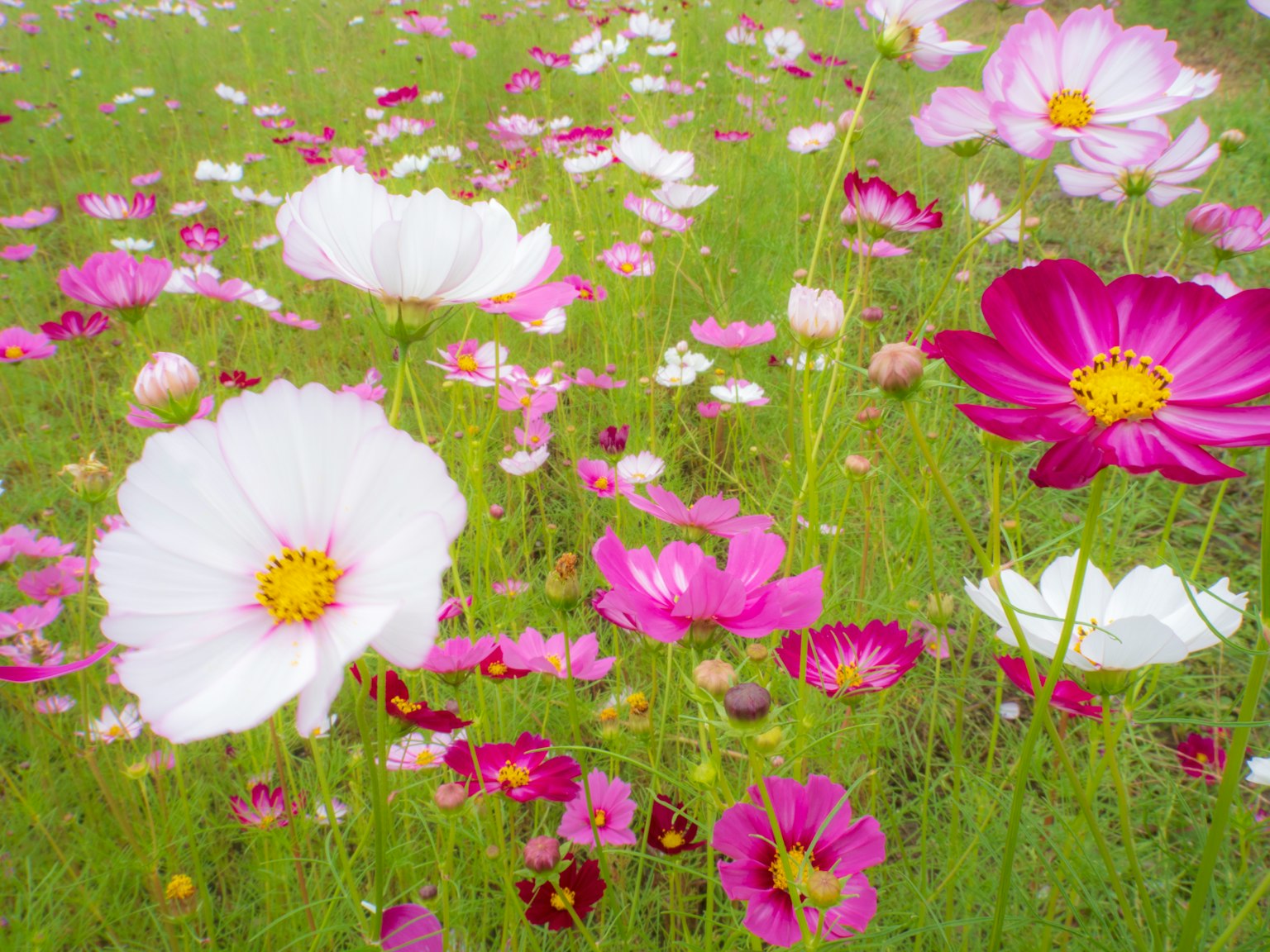 Ein lebhaftes Feld mit blühenden Kosmeen in verschiedenen Farben