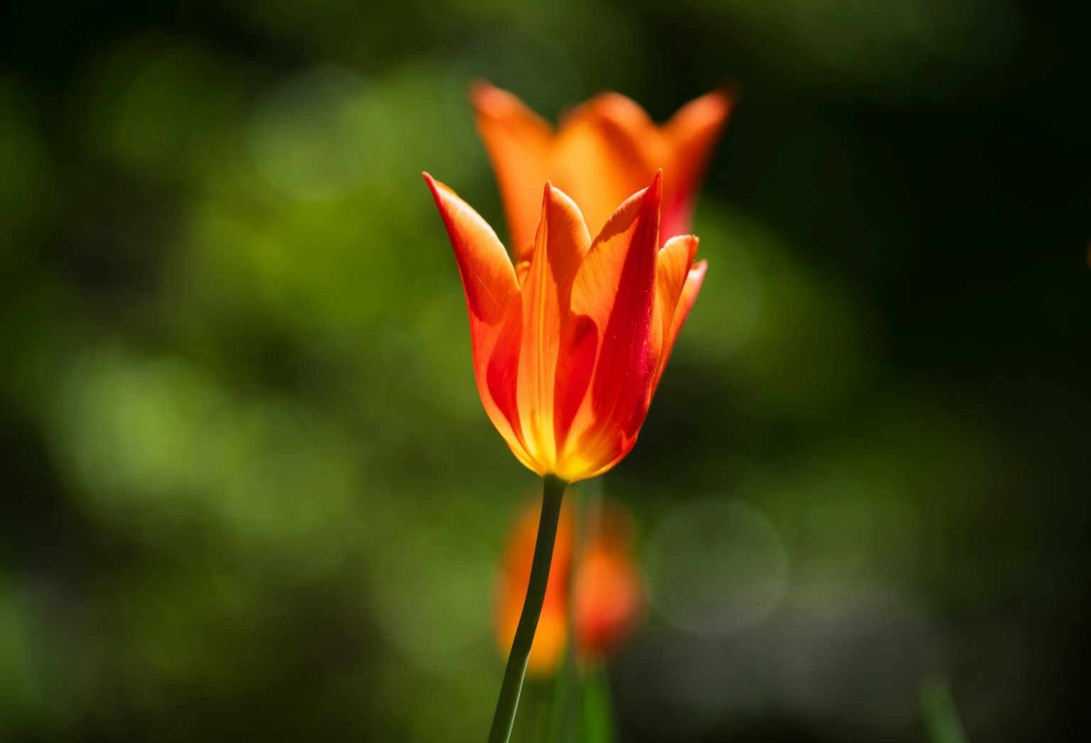 photo-Cgqm8iqyGc2AVc9Ozr1t-image