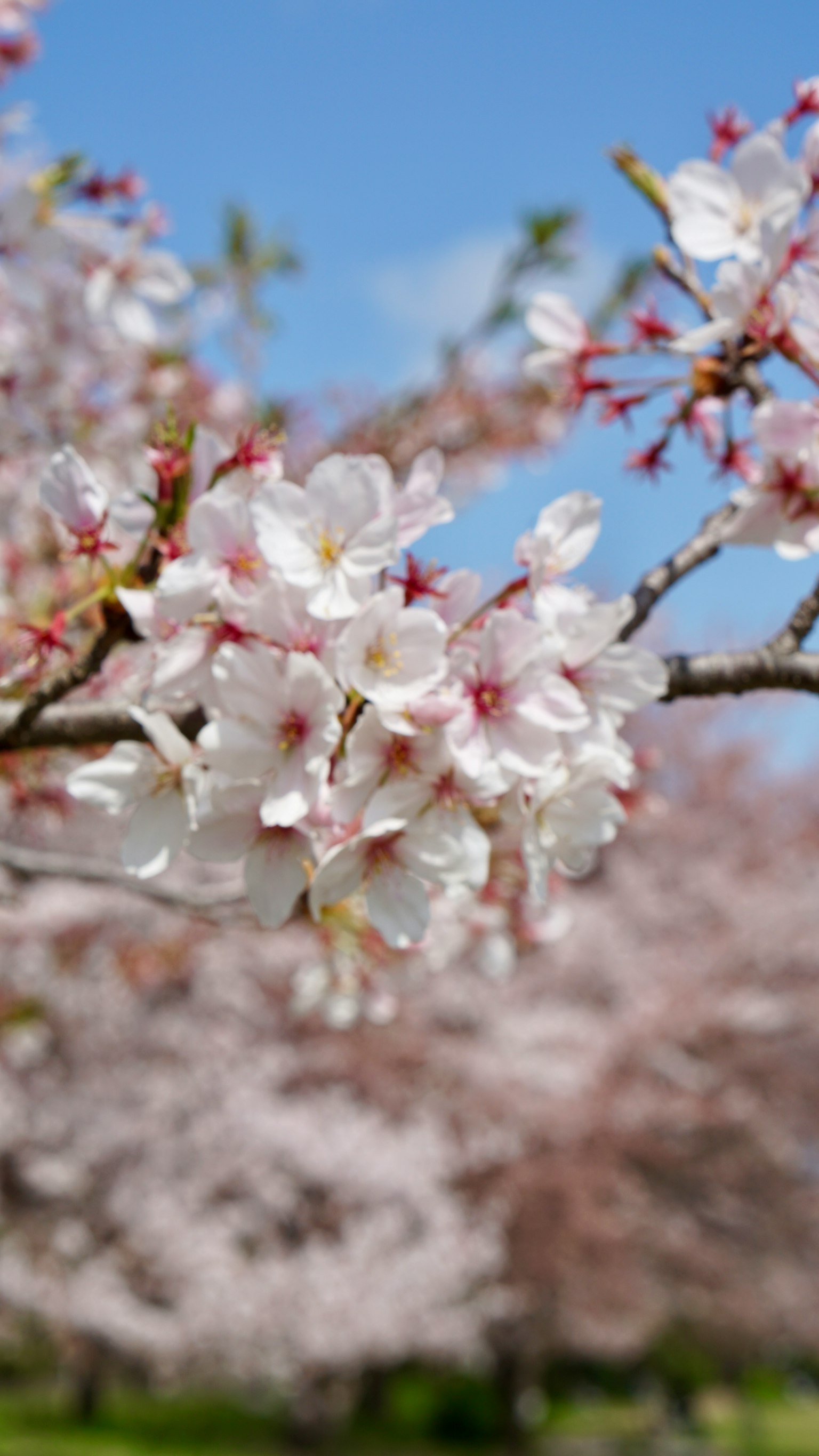 Gros plan sur des fleurs de cerisier sur une branche avec un ciel bleu en arrière-plan