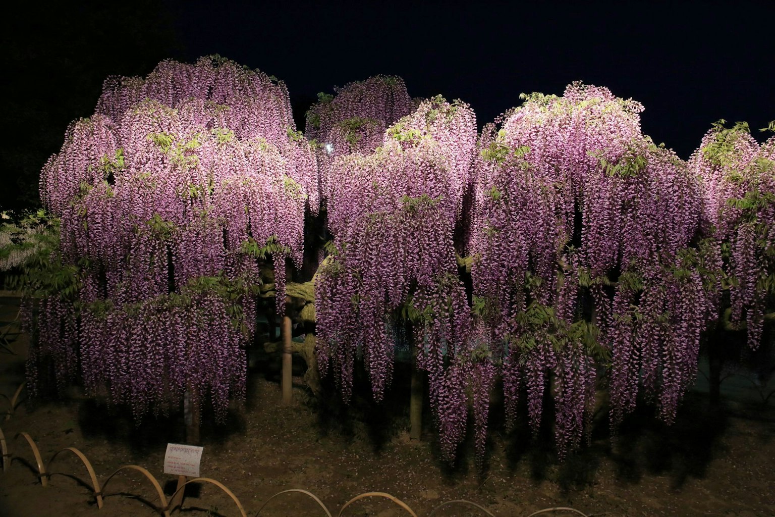 Hoa glycine xinh đẹp nở vào ban đêm