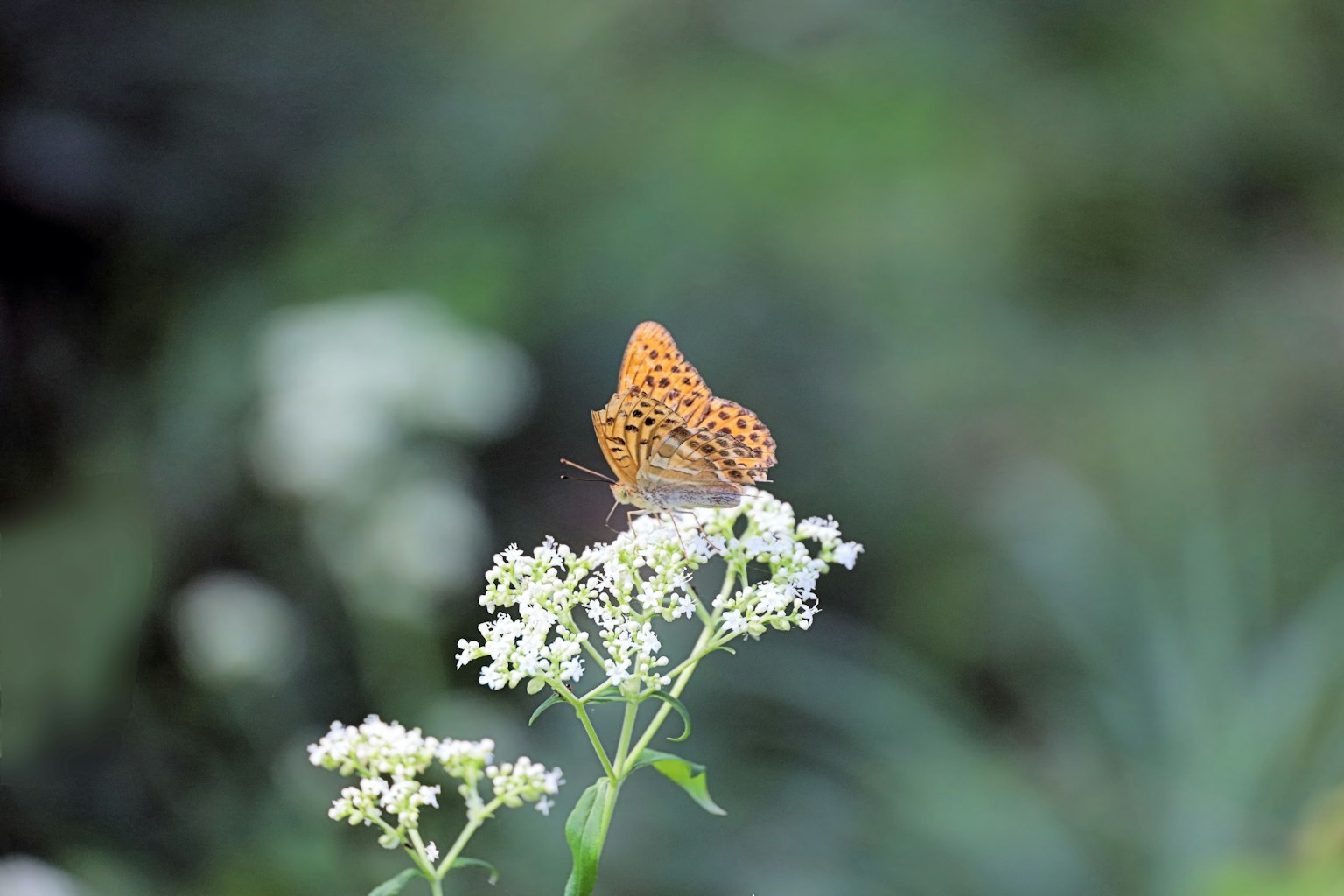 Farfalla arancione appollaiata su fiori bianchi in un ambiente naturale