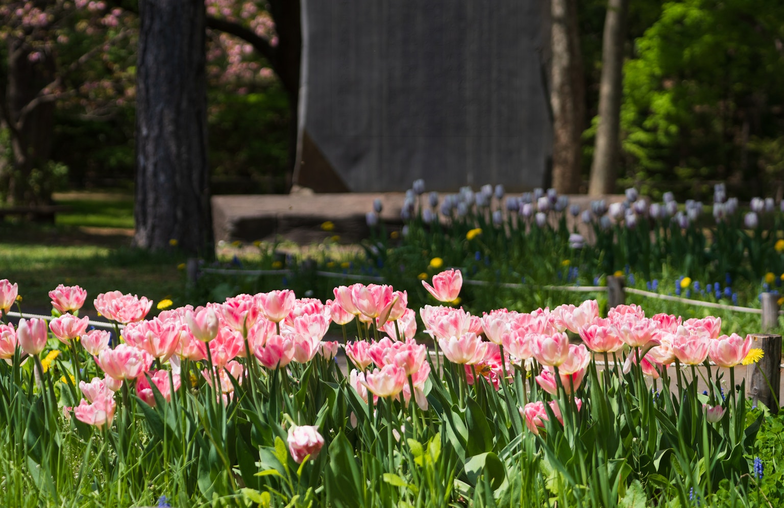Schöne rosa Tulpen blühen in einem Garten