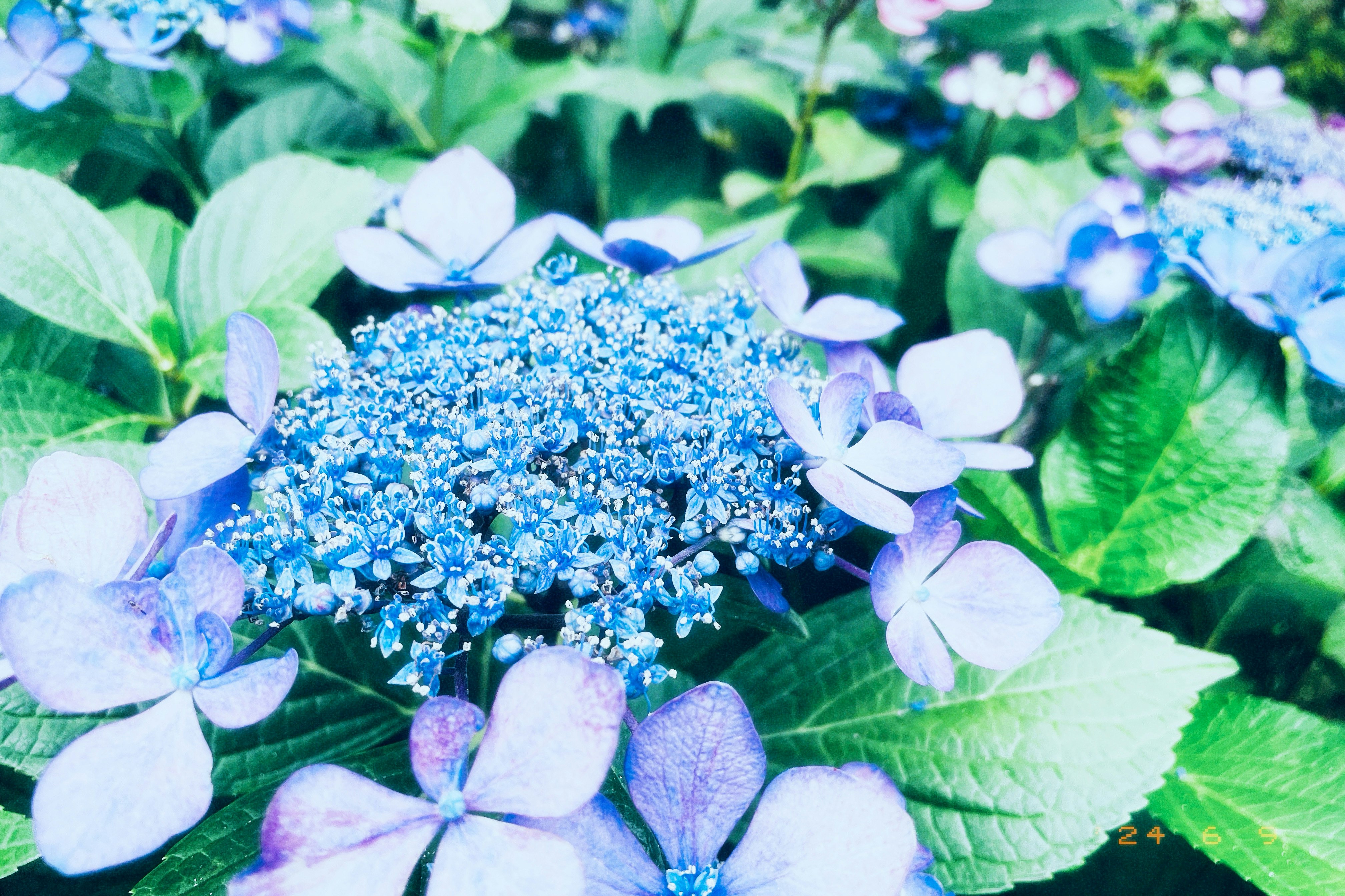 青い花と紫陽花の花びらが重なる花壇のクローズアップ