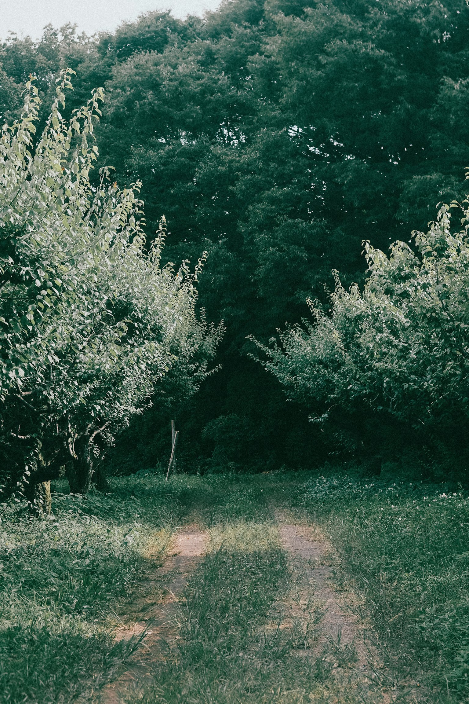 양쪽에 나무가 있는 무성한 과수원 사이의 길