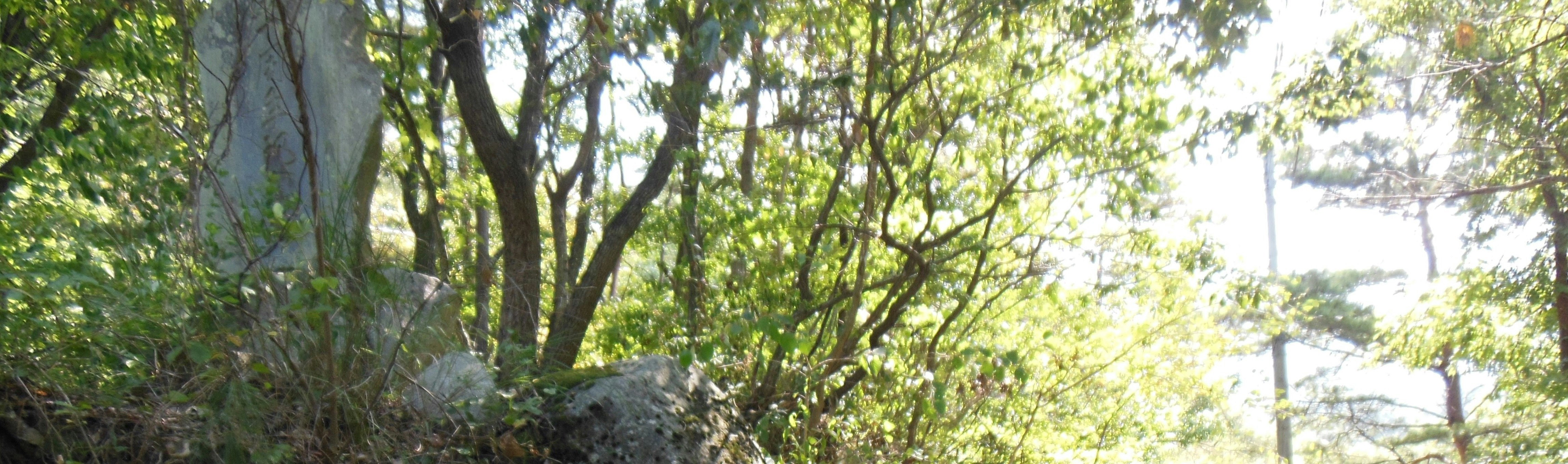 木々の間から差し込む自然光の森の風景