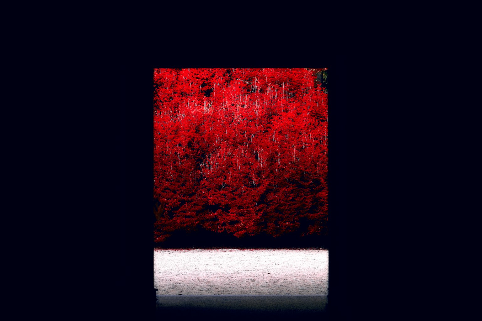 Una vista di fogliame rosso vivo attraverso un tunnel scuro