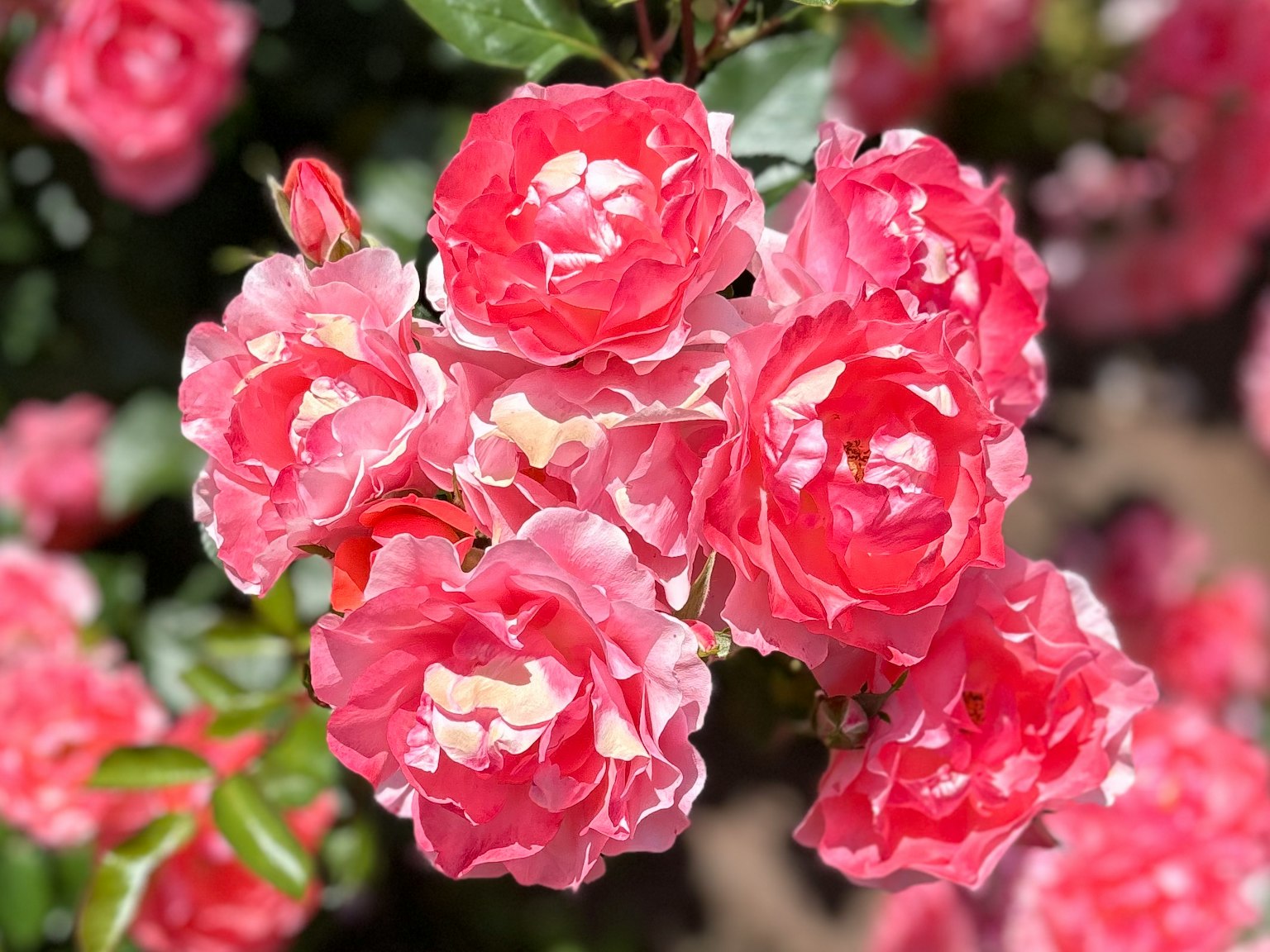 Raggruppamento di rose rosa vivaci in piena fioritura