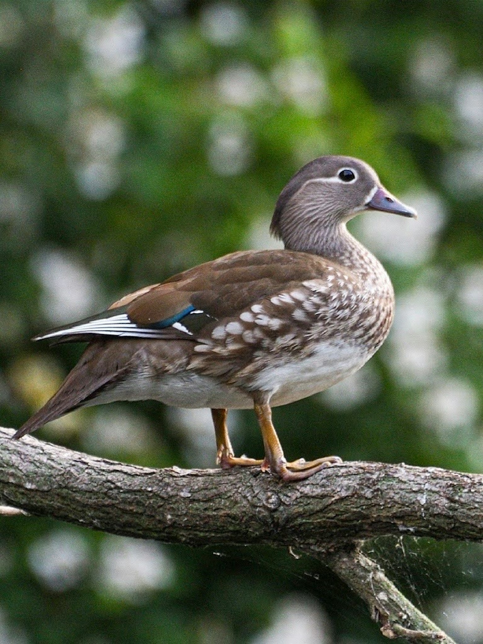 Weiblicher Mandarinente steht auf einem Ast mit wunderschöner Gefieder und markanten Farben