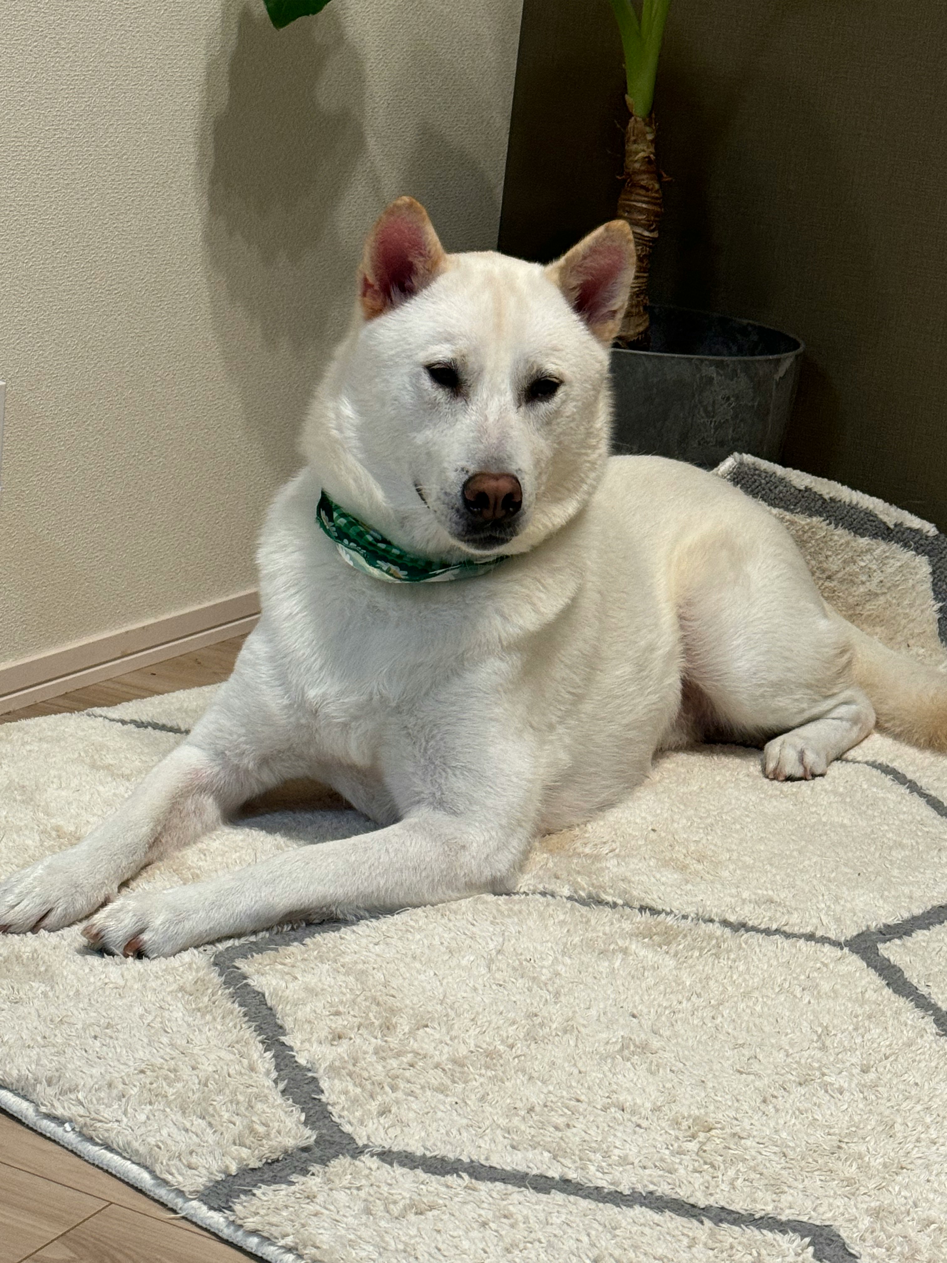 cane bianco che si rilassa su un tappeto interno
