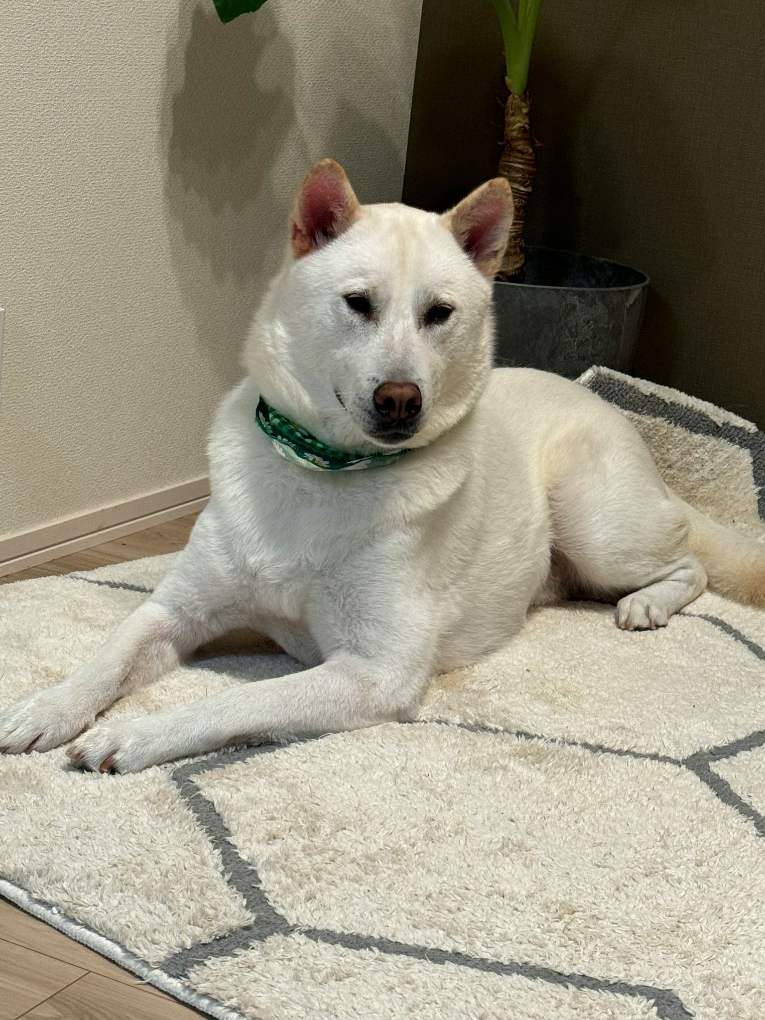 Anjing putih bersantai di atas karpet