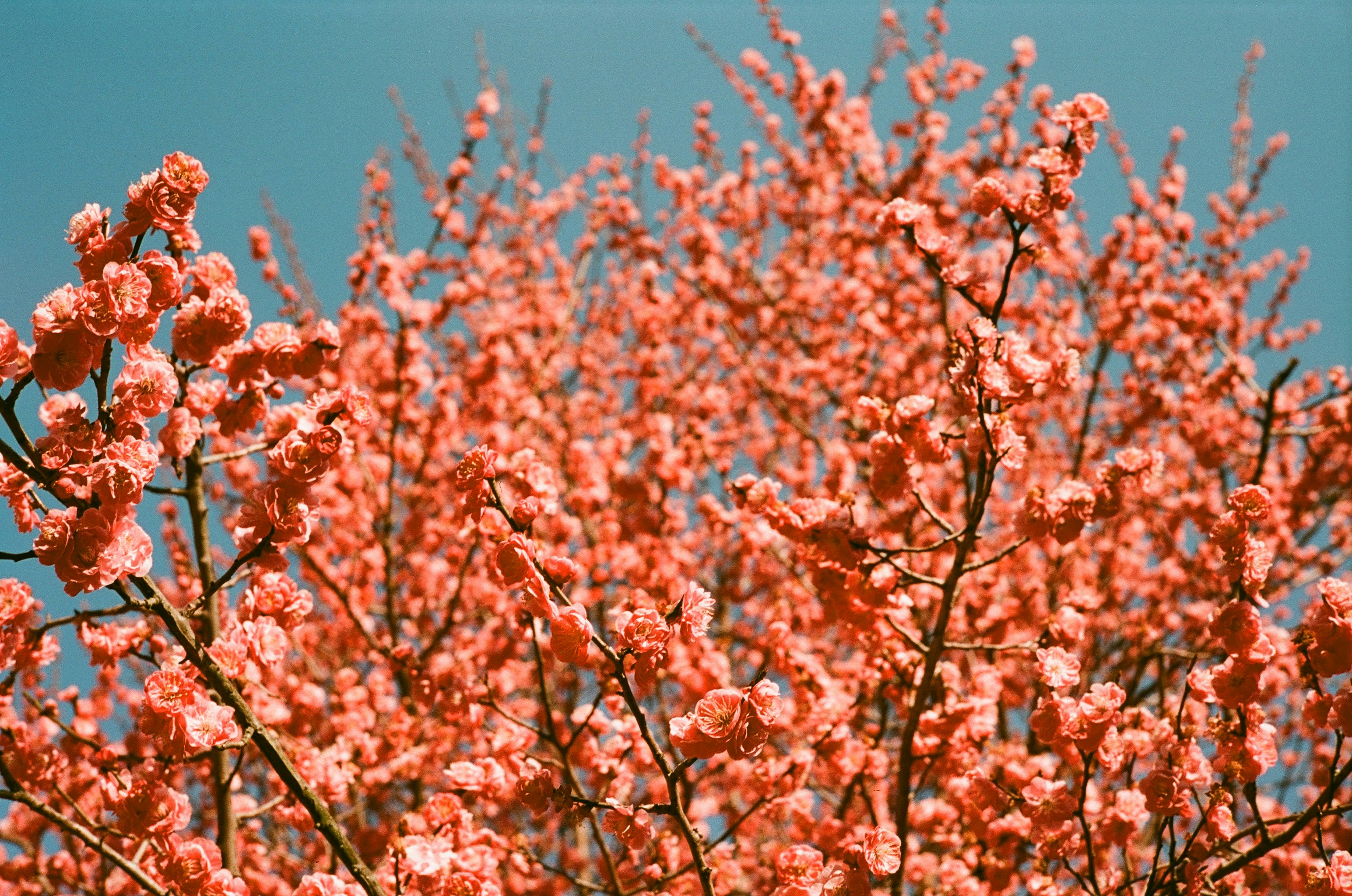紅い梅花（梅の花）の咲く枝先のアップ