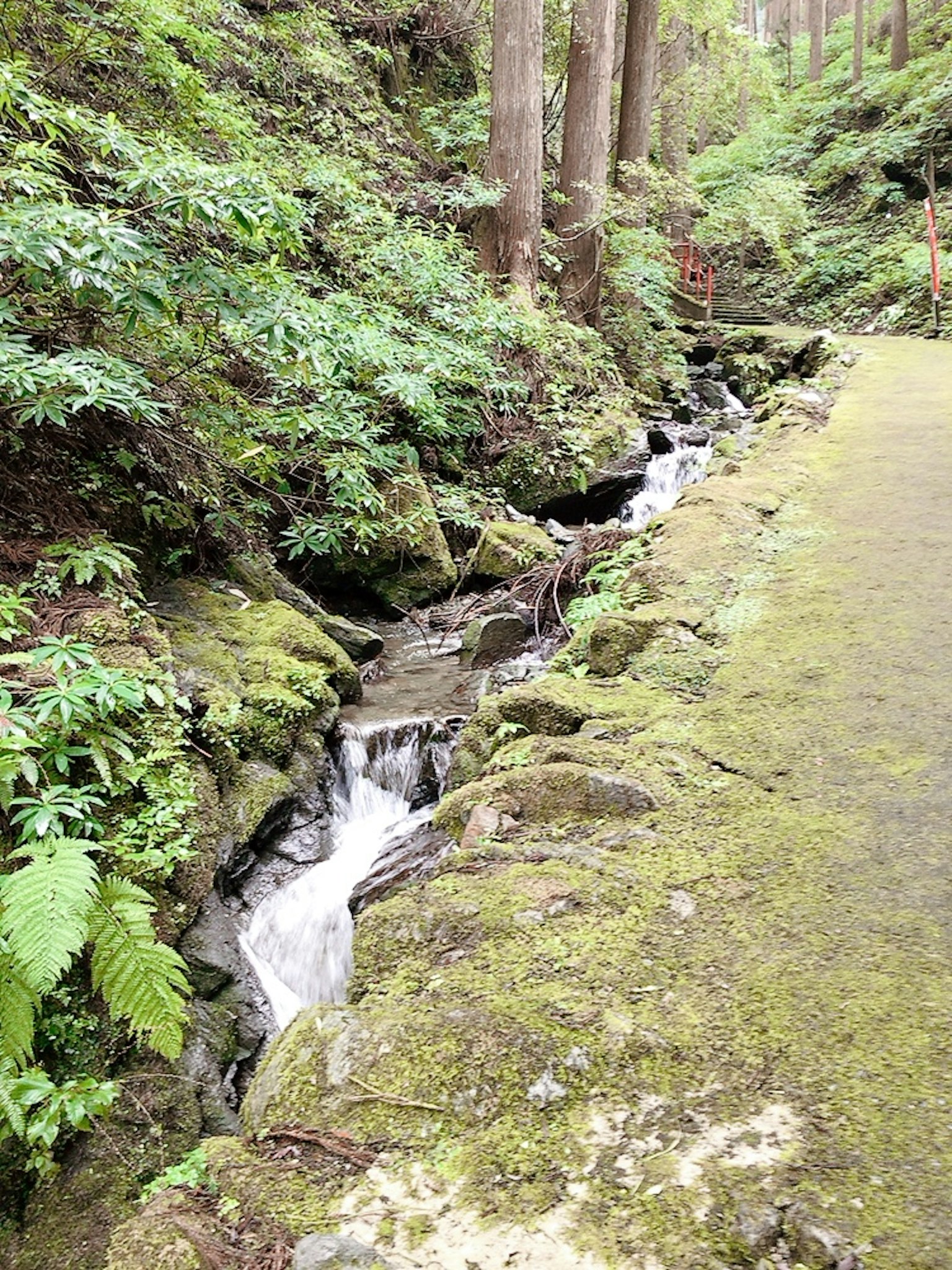 Ein kleiner Bach, der durch einen üppigen Wald mit moosbedeckten Felsen fließt