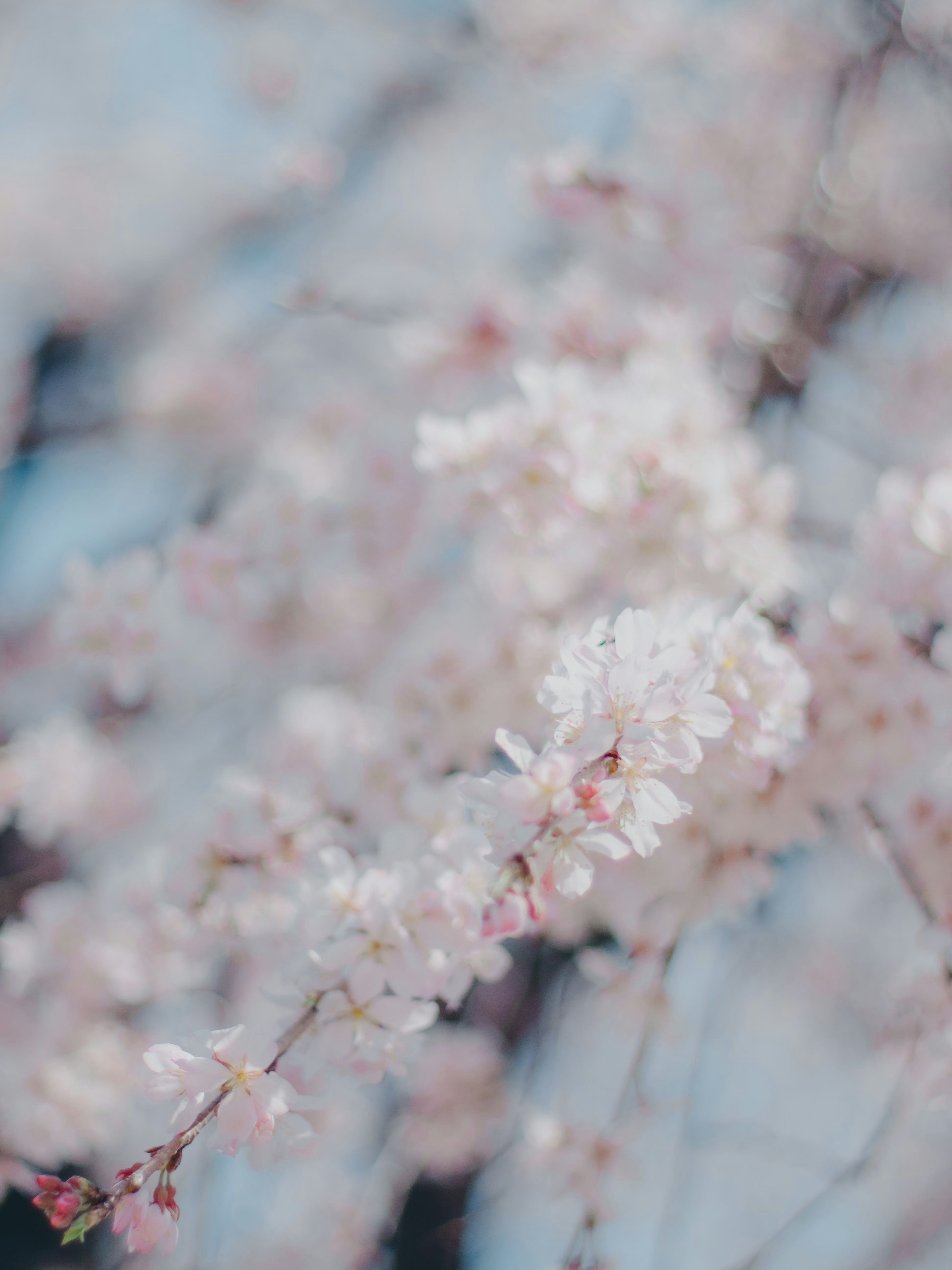 close-up of cherry blossoms with petals drifting