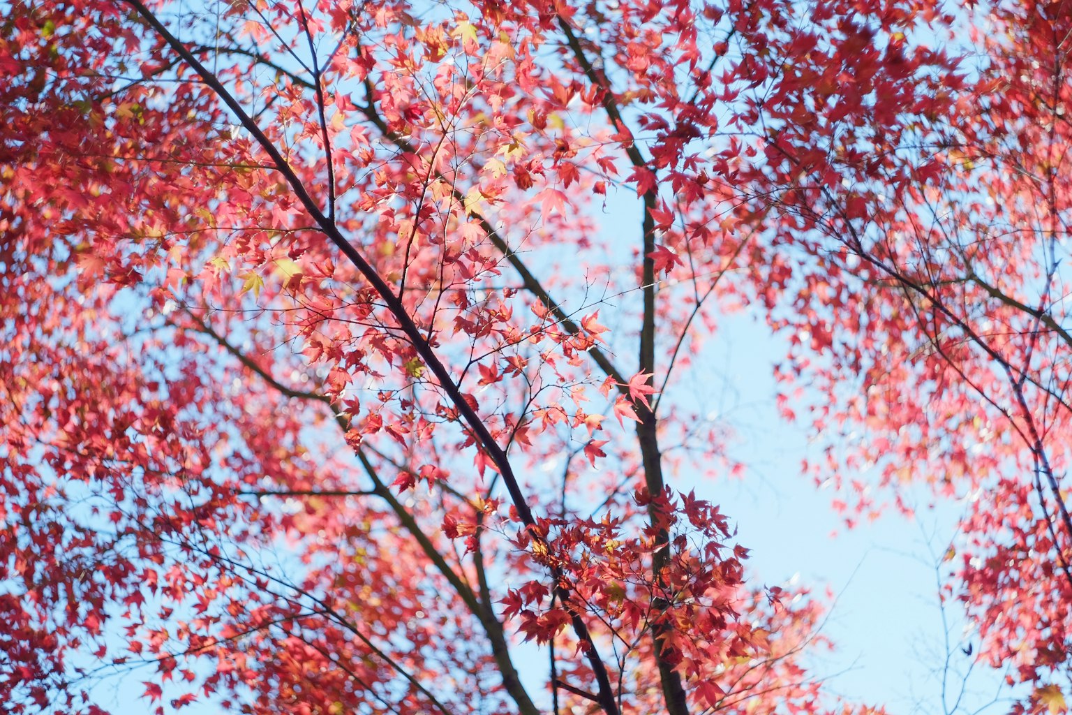 ภาพใกล้ของกิ่งไม้ที่มีใบสีแดงสดใสกับท้องฟ้าสีฟ้า