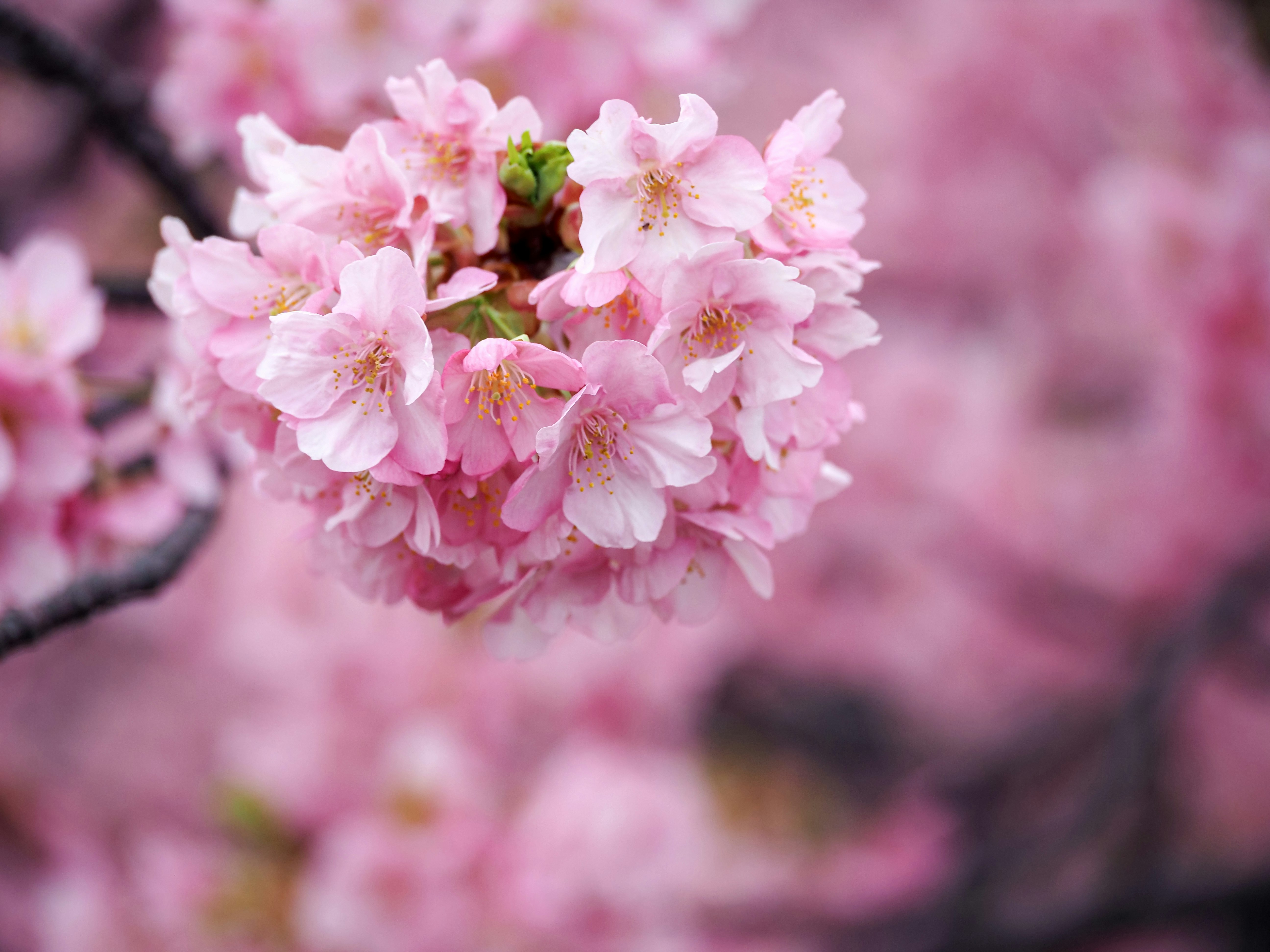 ピンクの桜の花が咲く枝のクローズアップ