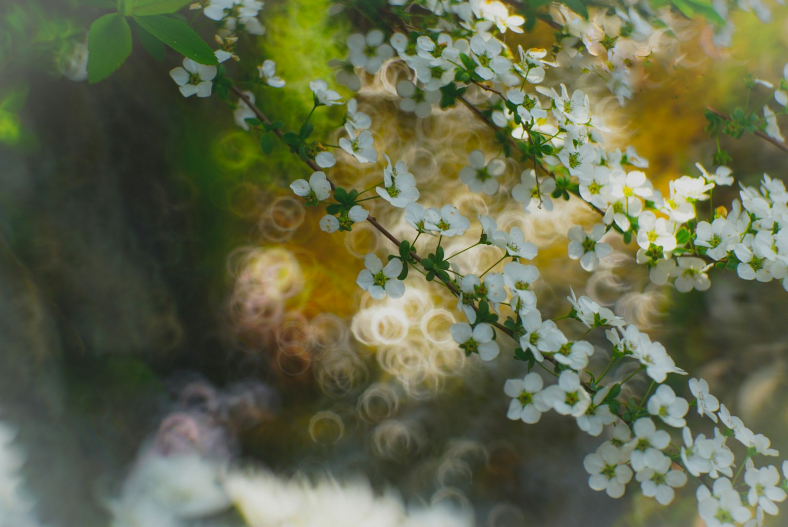 Branches with white flowers and a soft blurred background