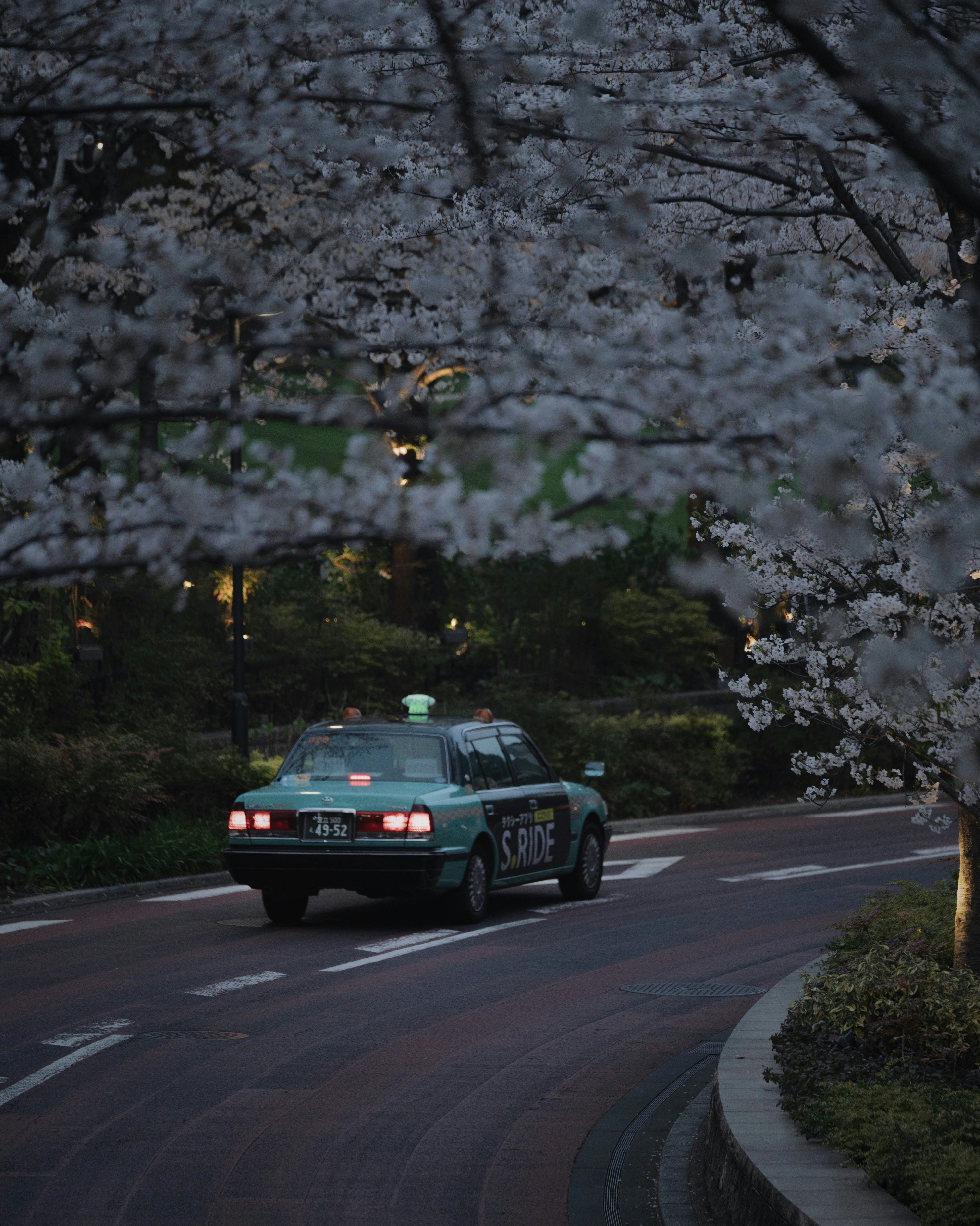 桜並木のカーブを走るクラシックなタクシー