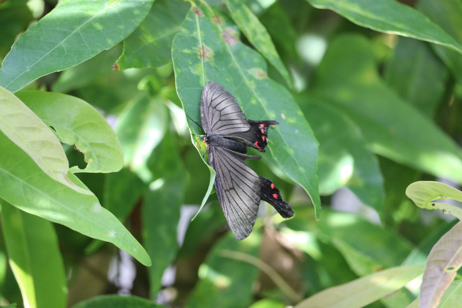 A black butterfly resting on green leaves