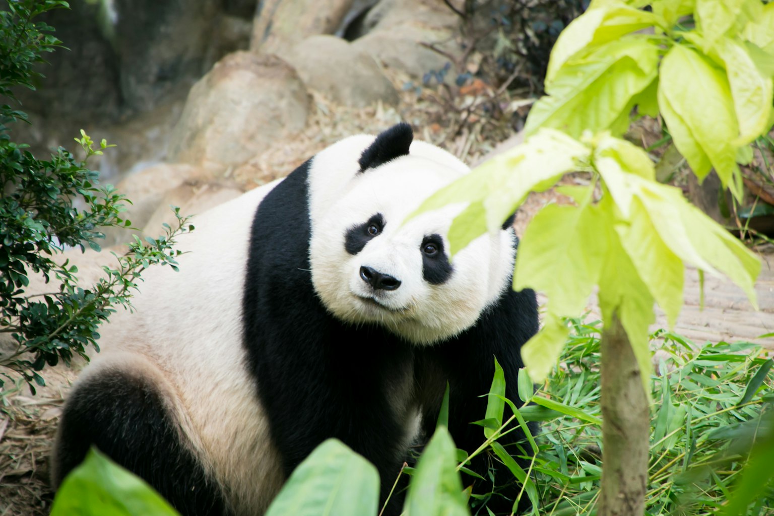 A panda looking back among green leaves