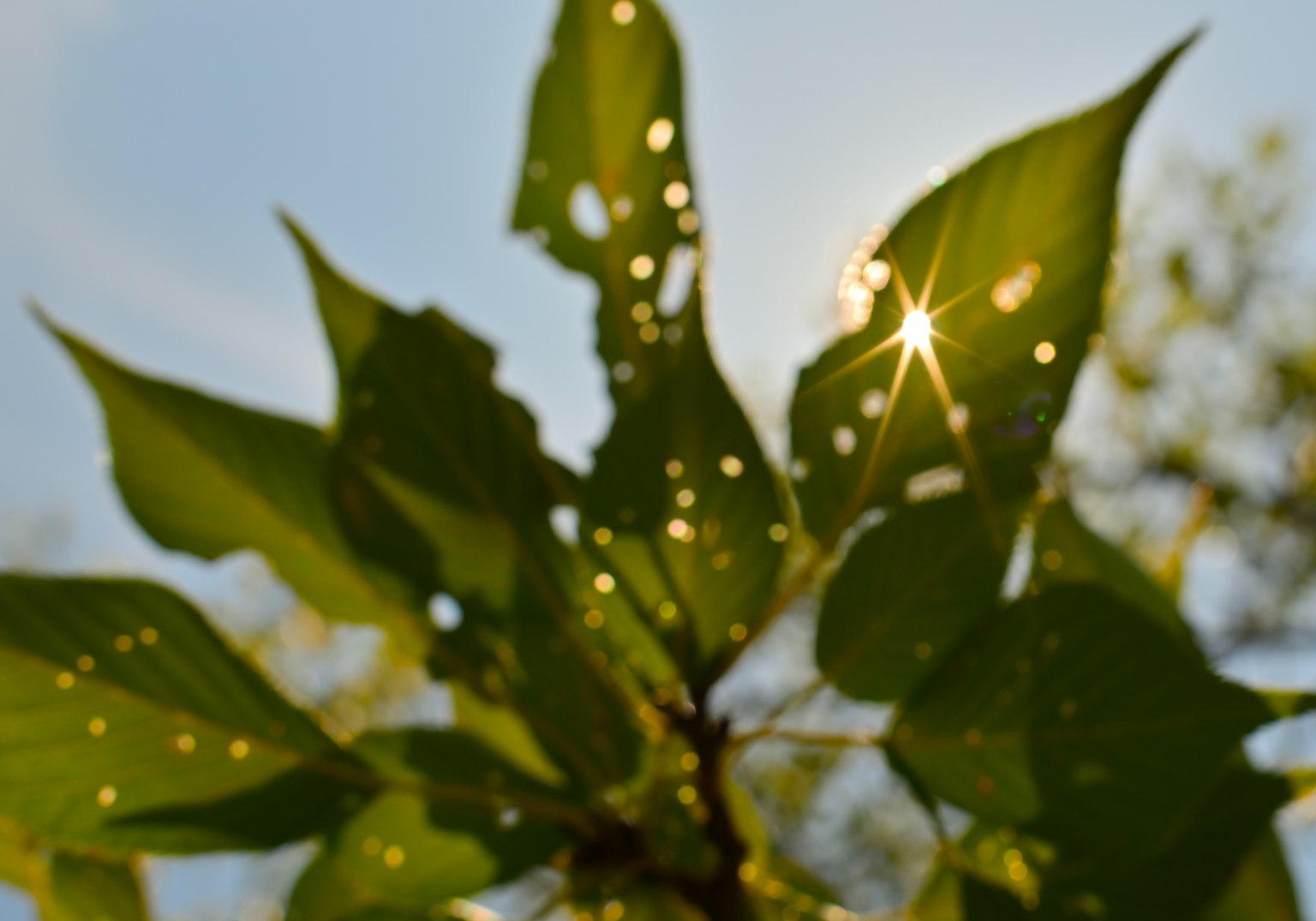 Feuilles vertes avec la lumière du soleil traversant et des trous visibles