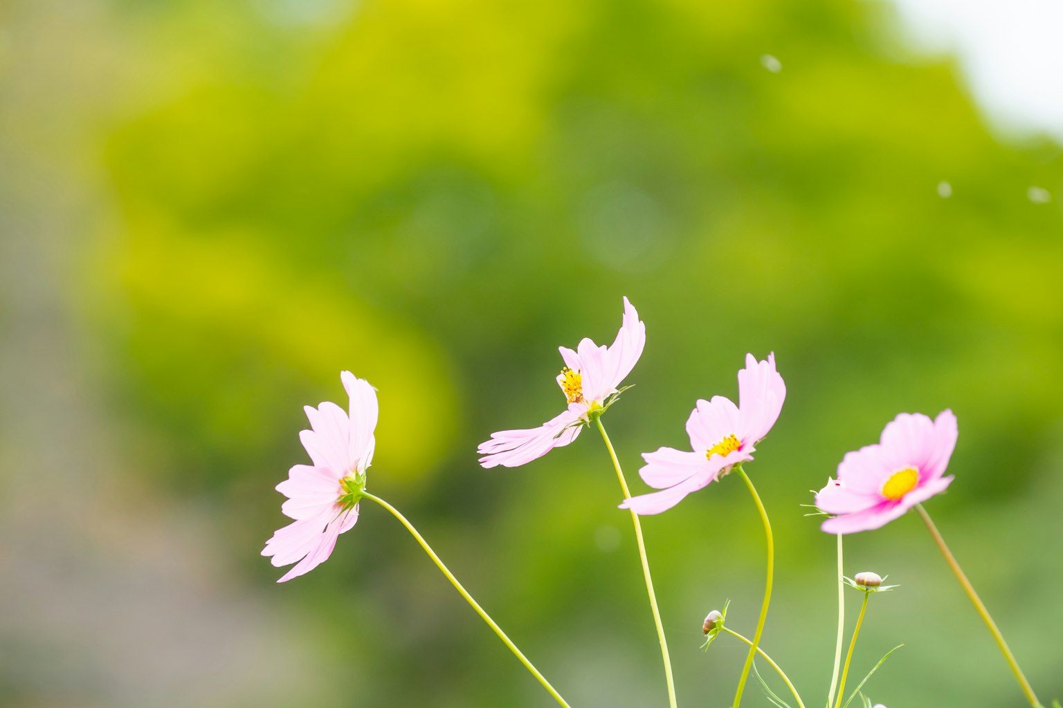 Delicate pink flowers against a vibrant green background