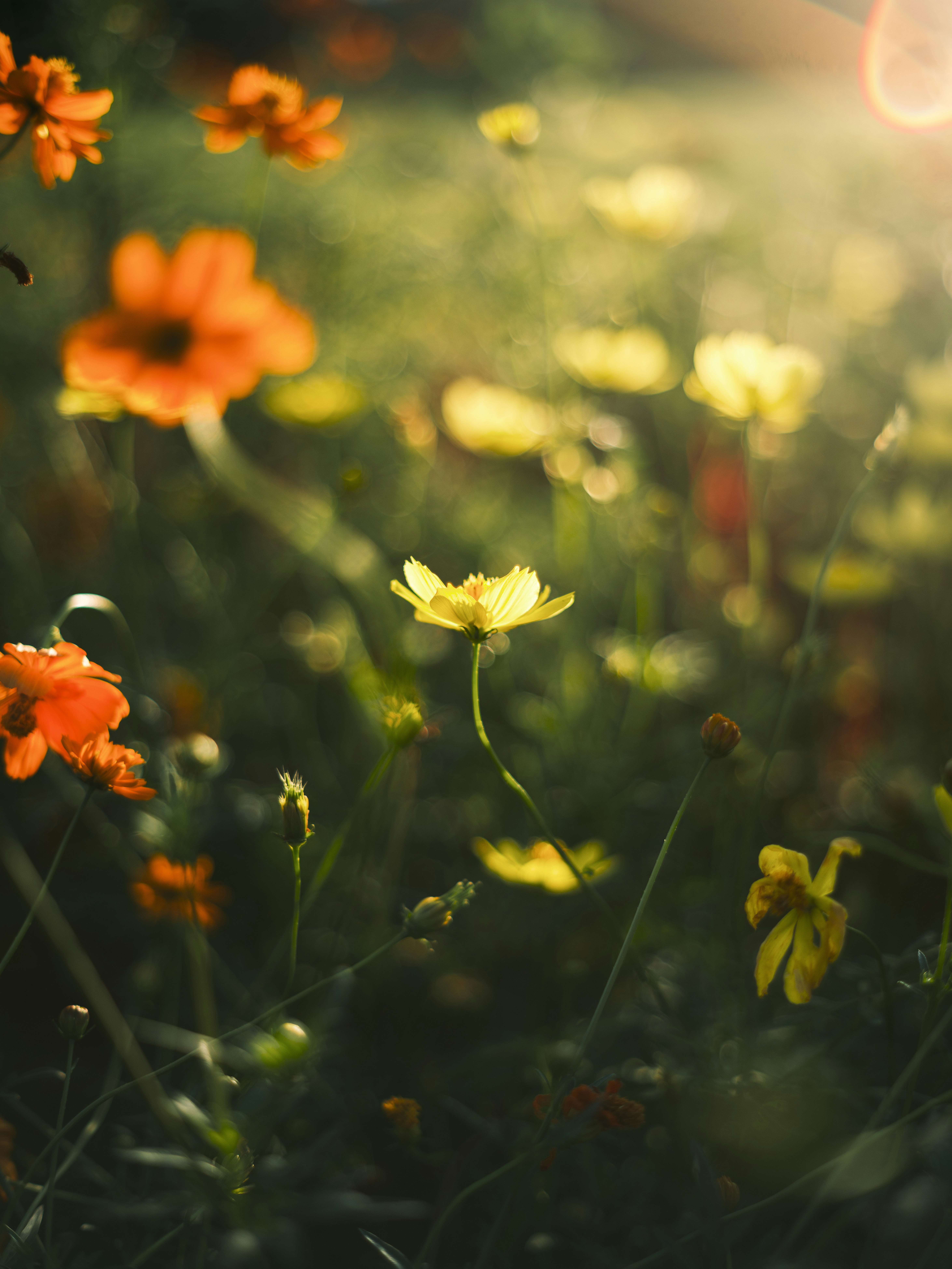 夕方の光に照らされた野の花畑のボケ
