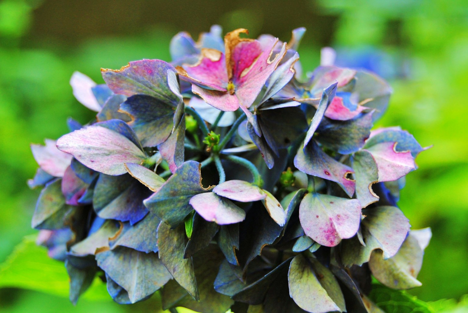 Un bellissimo mazzo di fiori blu e viola